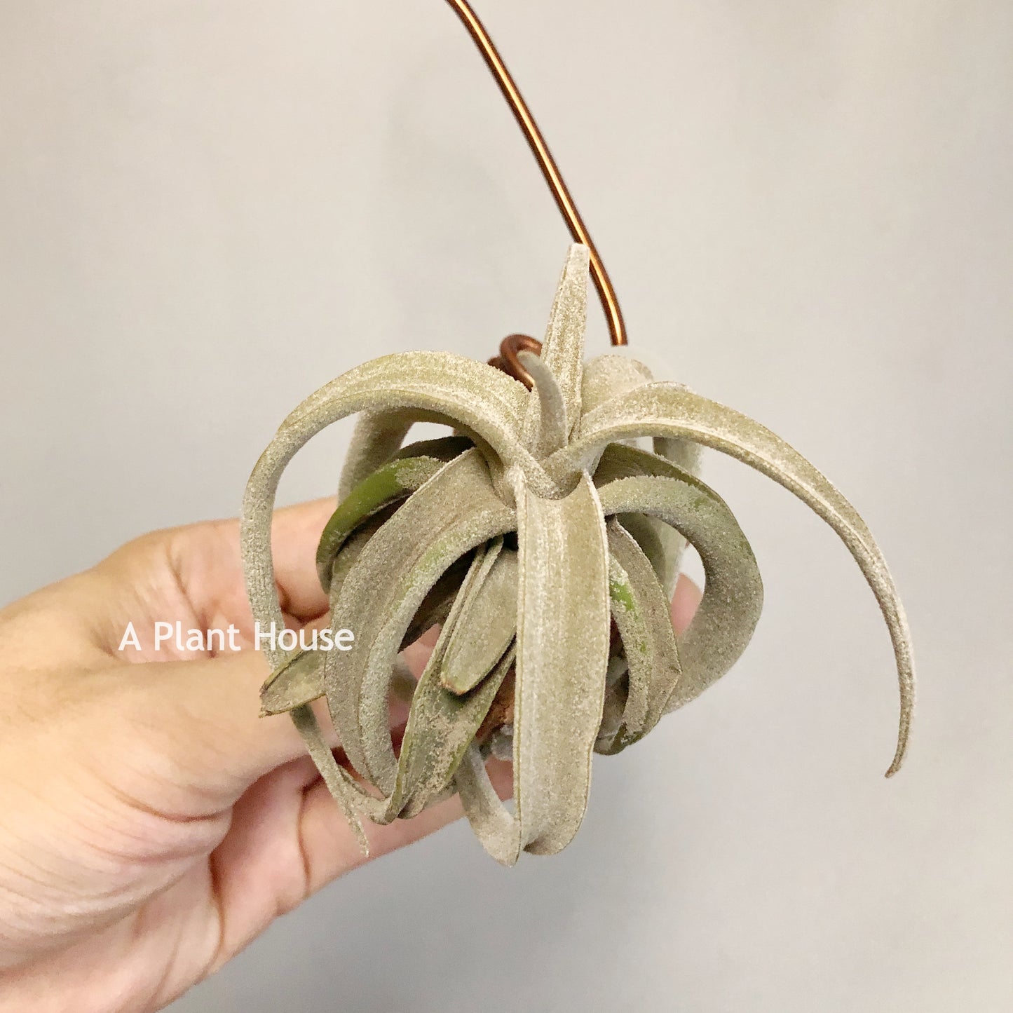Tillandsia Latifolia V. Leucophylla