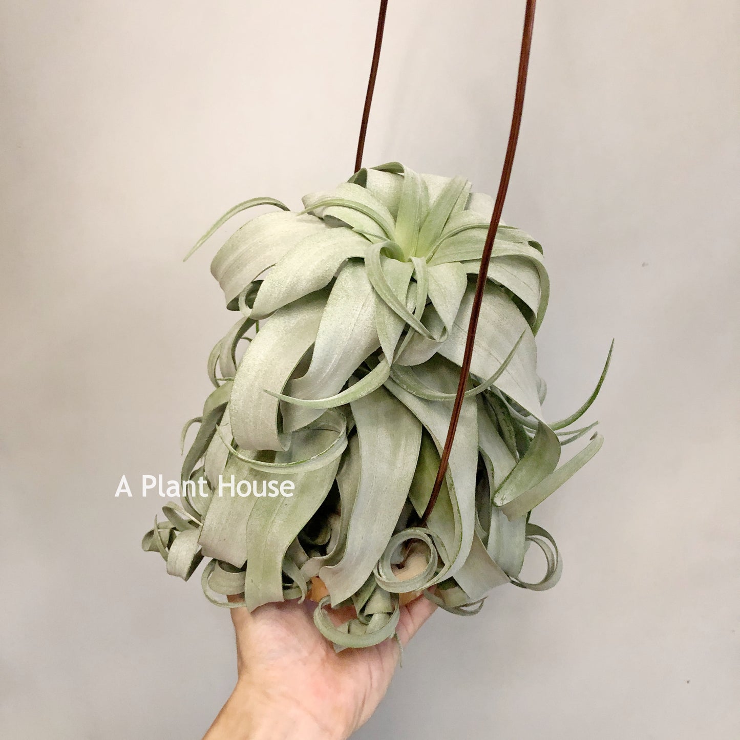 Tillandsia Streptophylla