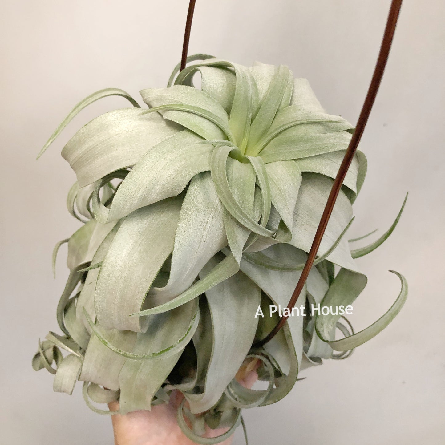 Tillandsia Streptophylla
