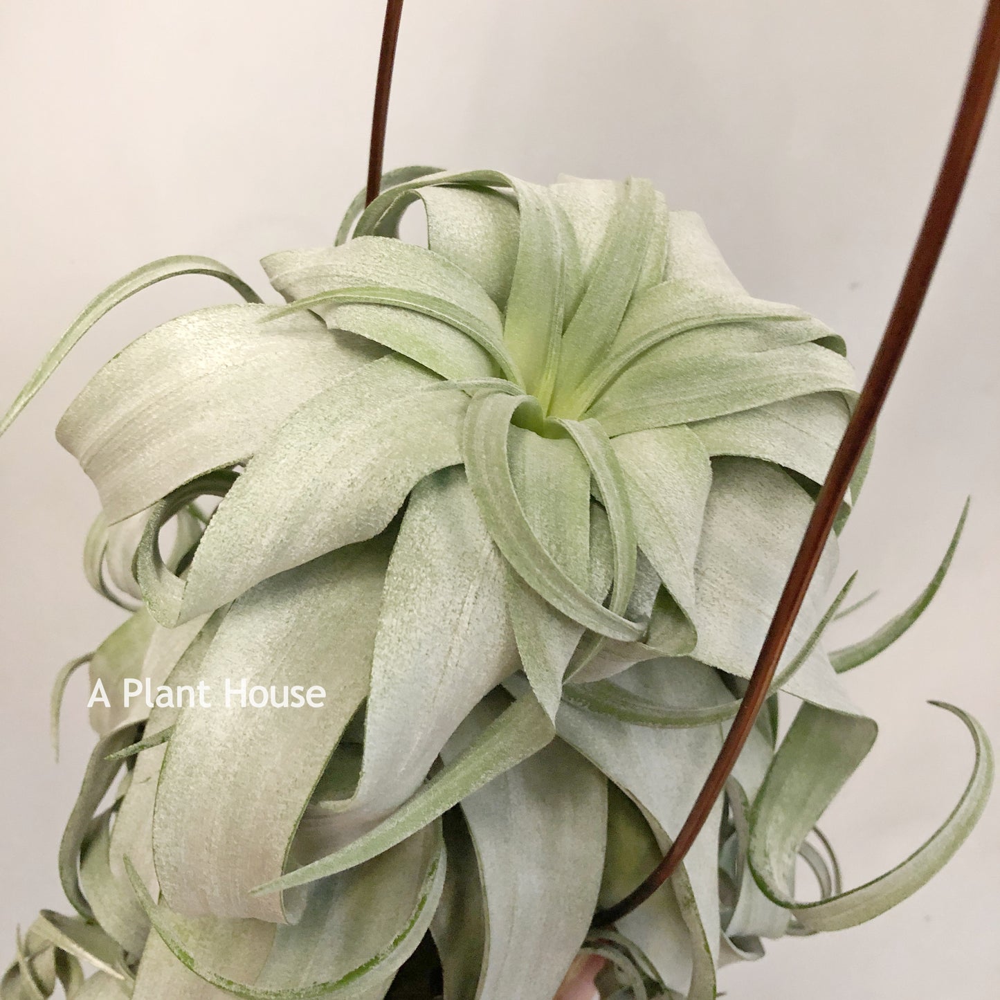 Tillandsia Streptophylla
