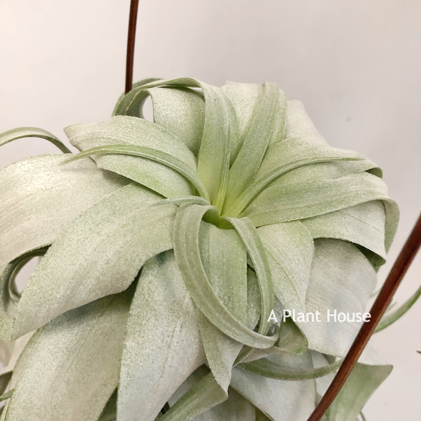 Tillandsia Streptophylla