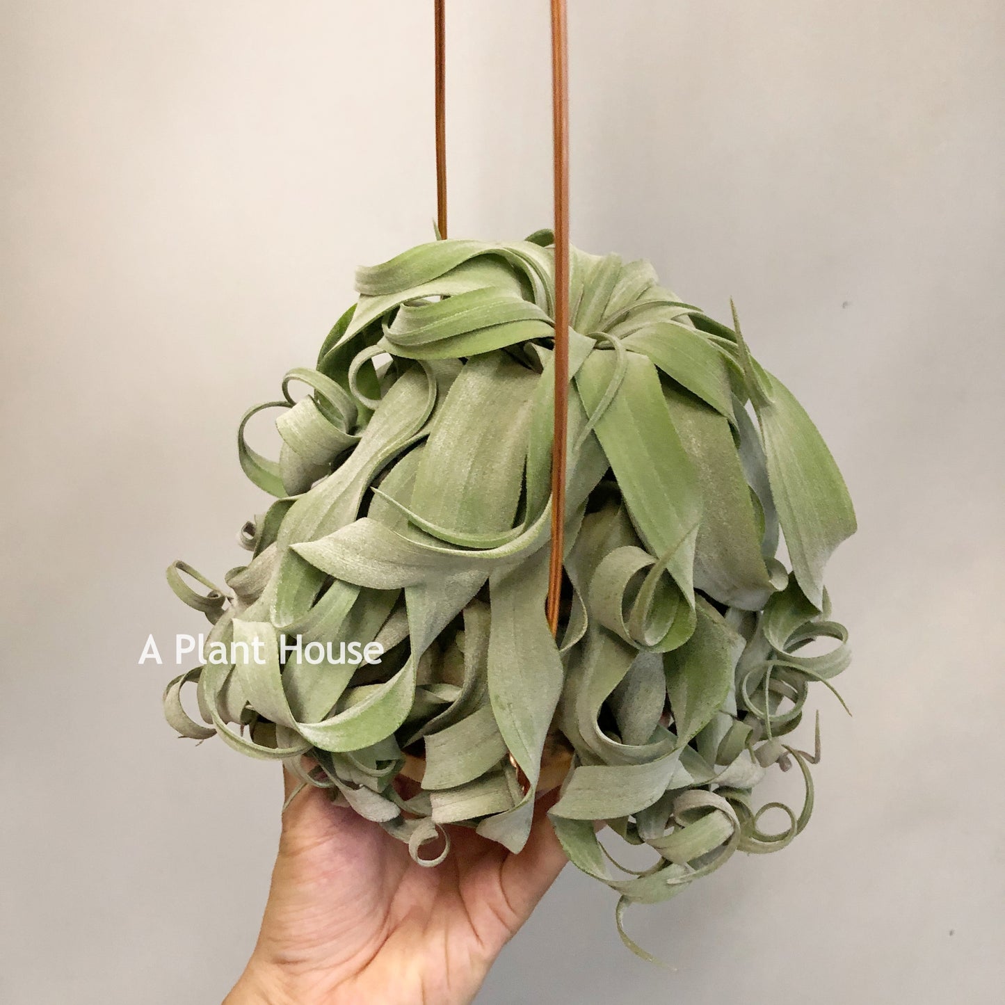 Tillandsia Streptophylla Panama