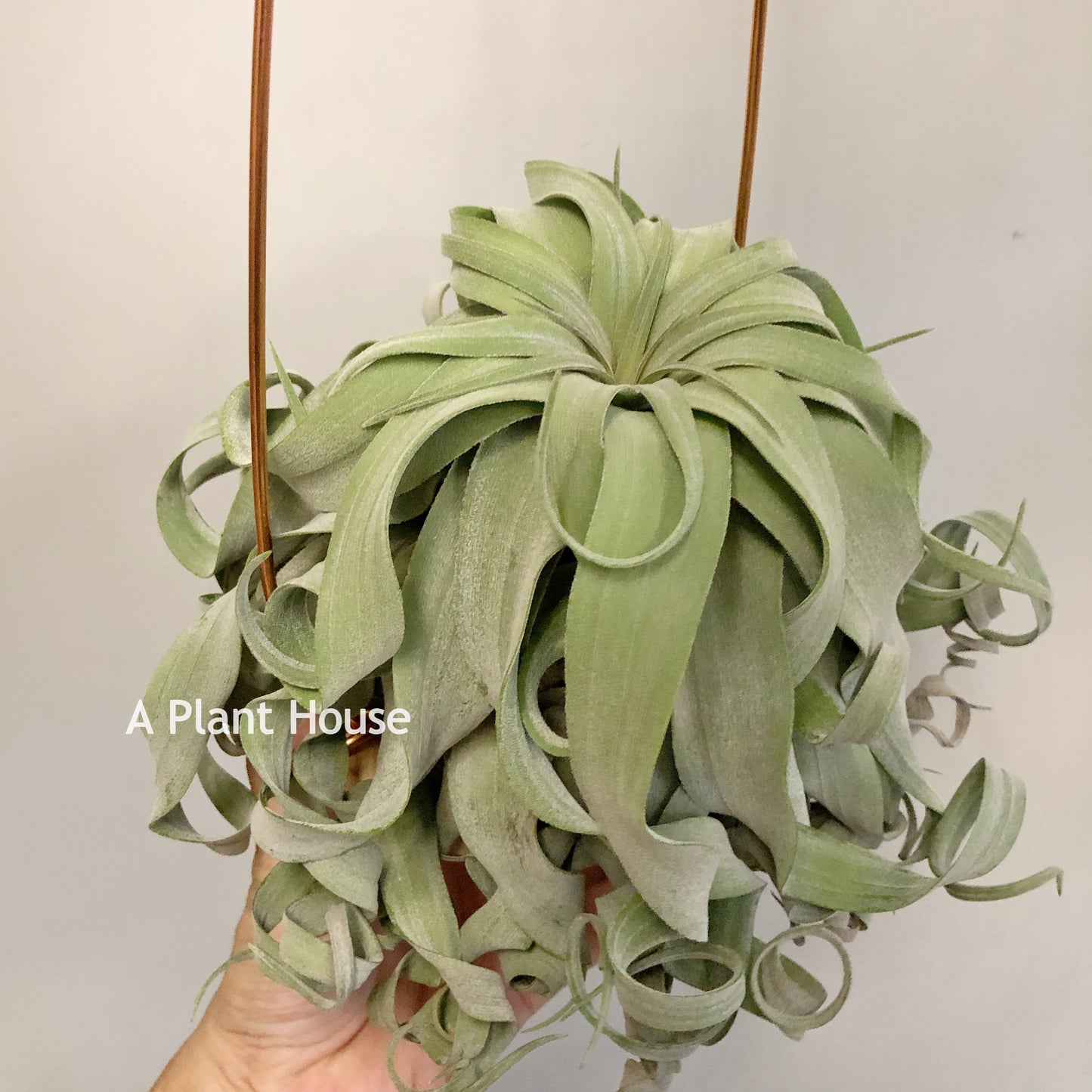 Tillandsia Streptophylla Panama