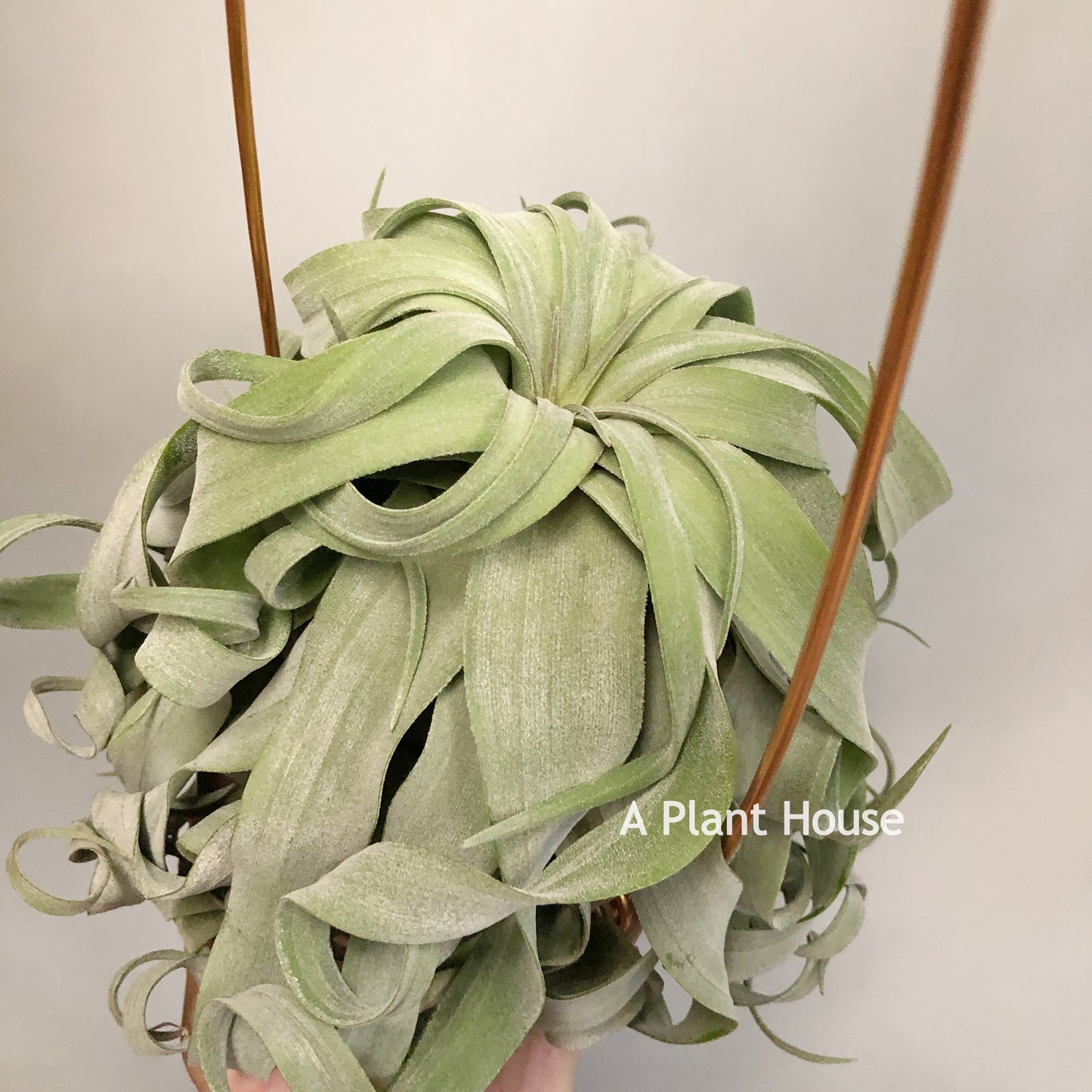 Tillandsia Streptophylla Panama