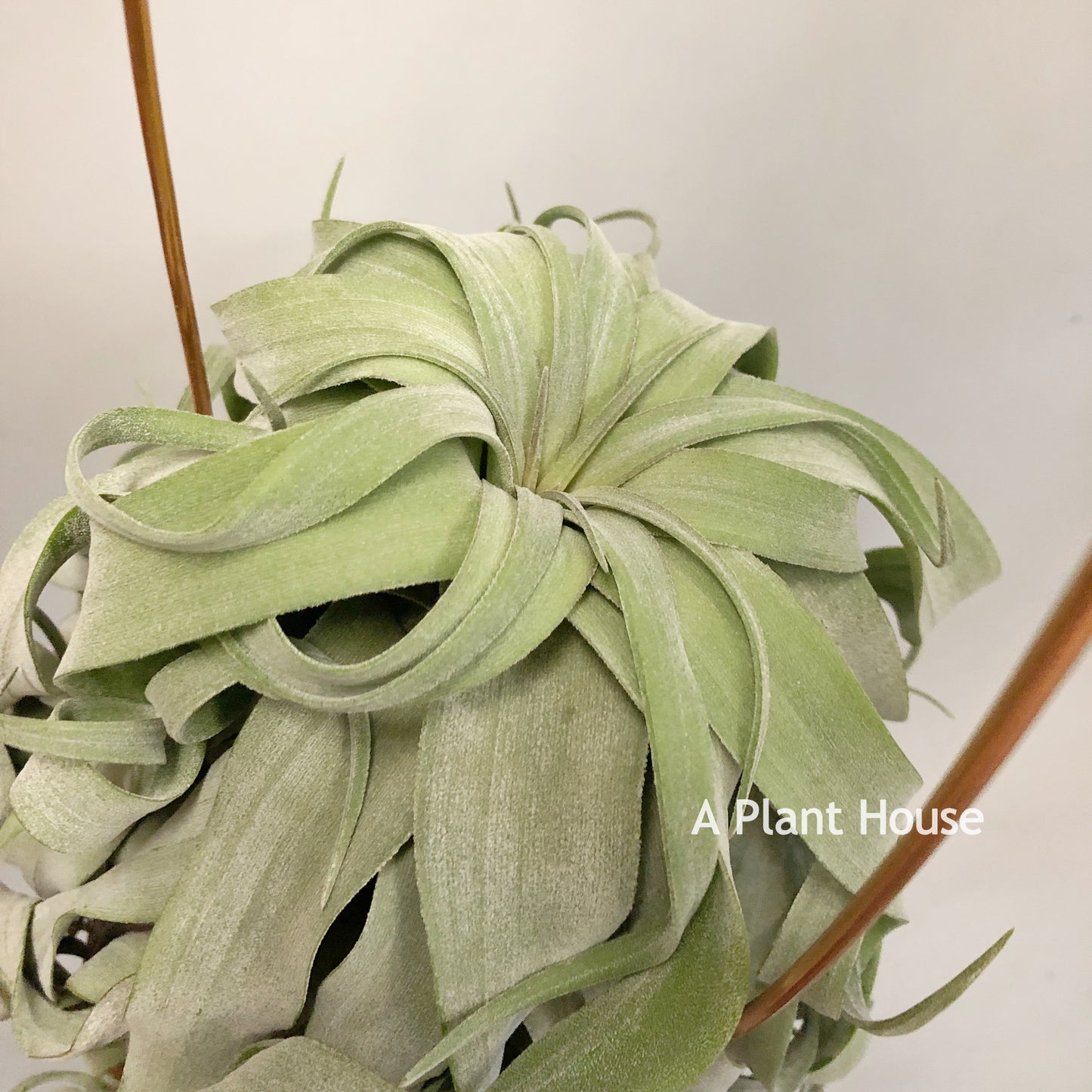Tillandsia Streptophylla Panama