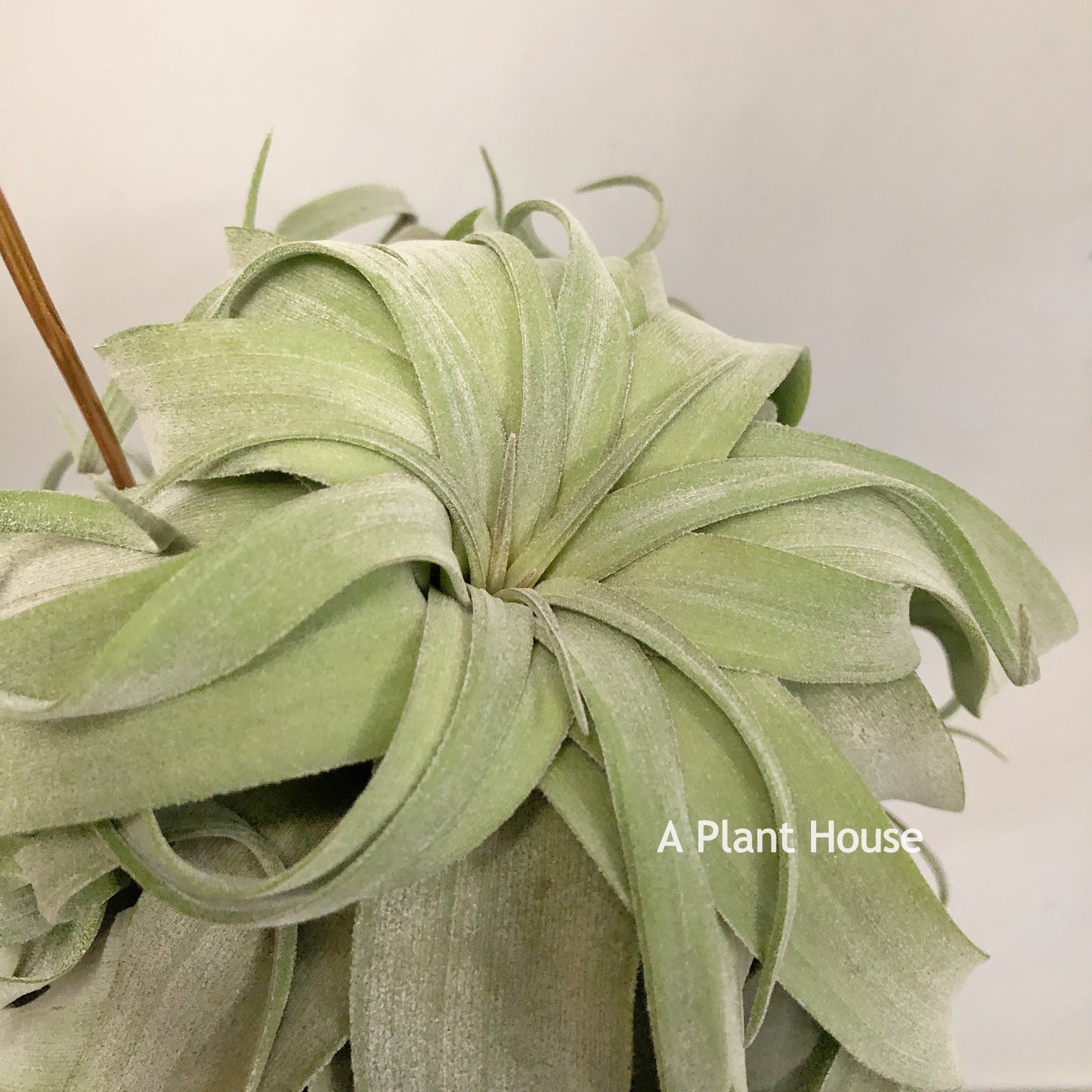 Tillandsia Streptophylla Panama