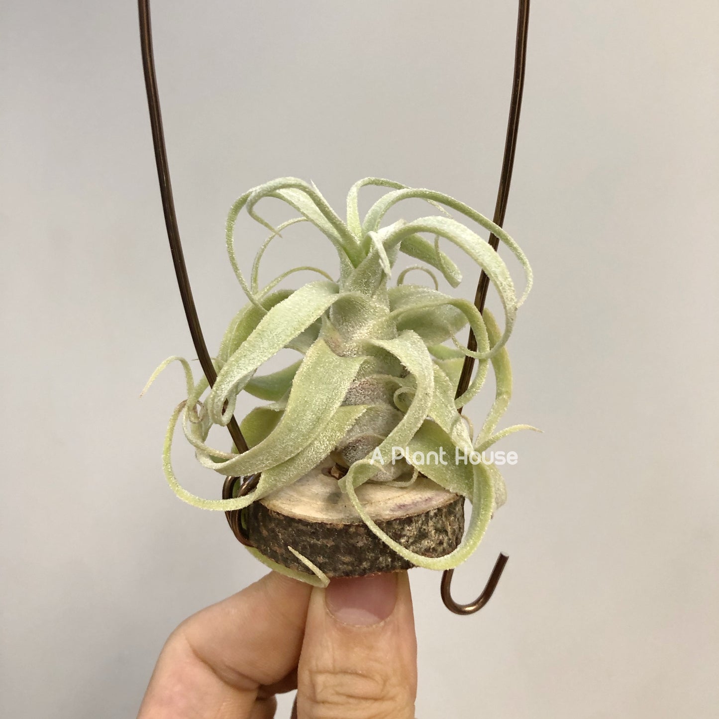 Tillandsia Diguetii