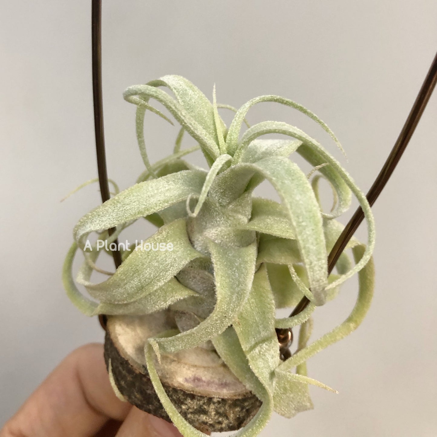 Tillandsia Diguetii