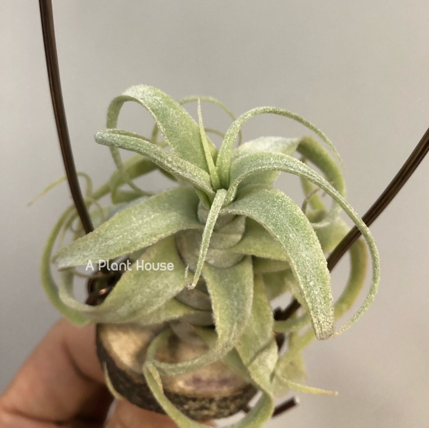 Tillandsia Diguetii