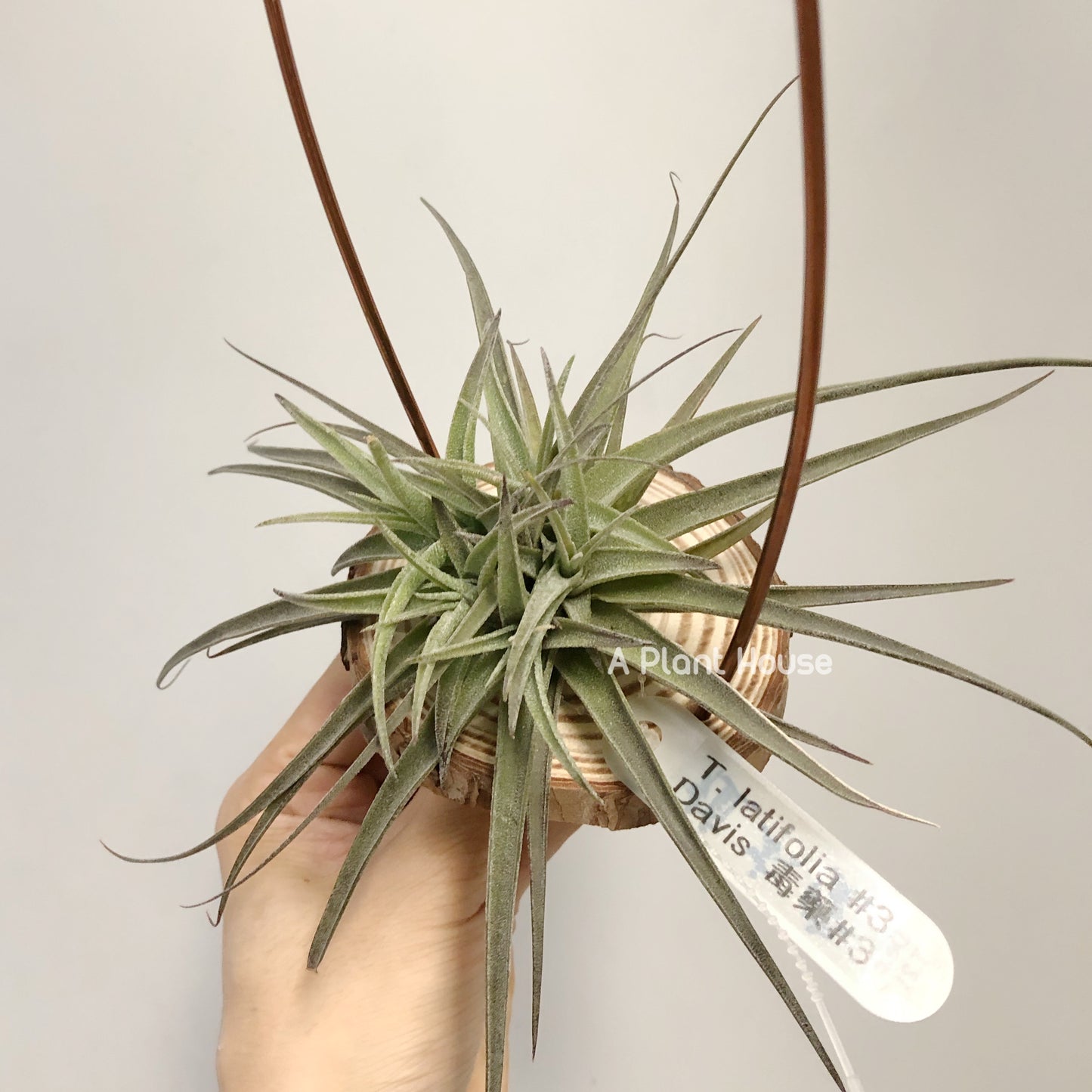 Tillandsia Latifolia #3