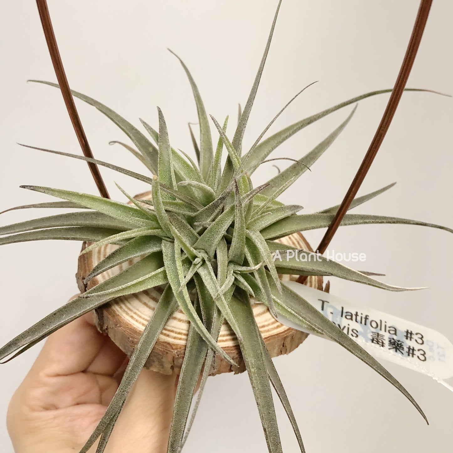 Tillandsia Latifolia #3