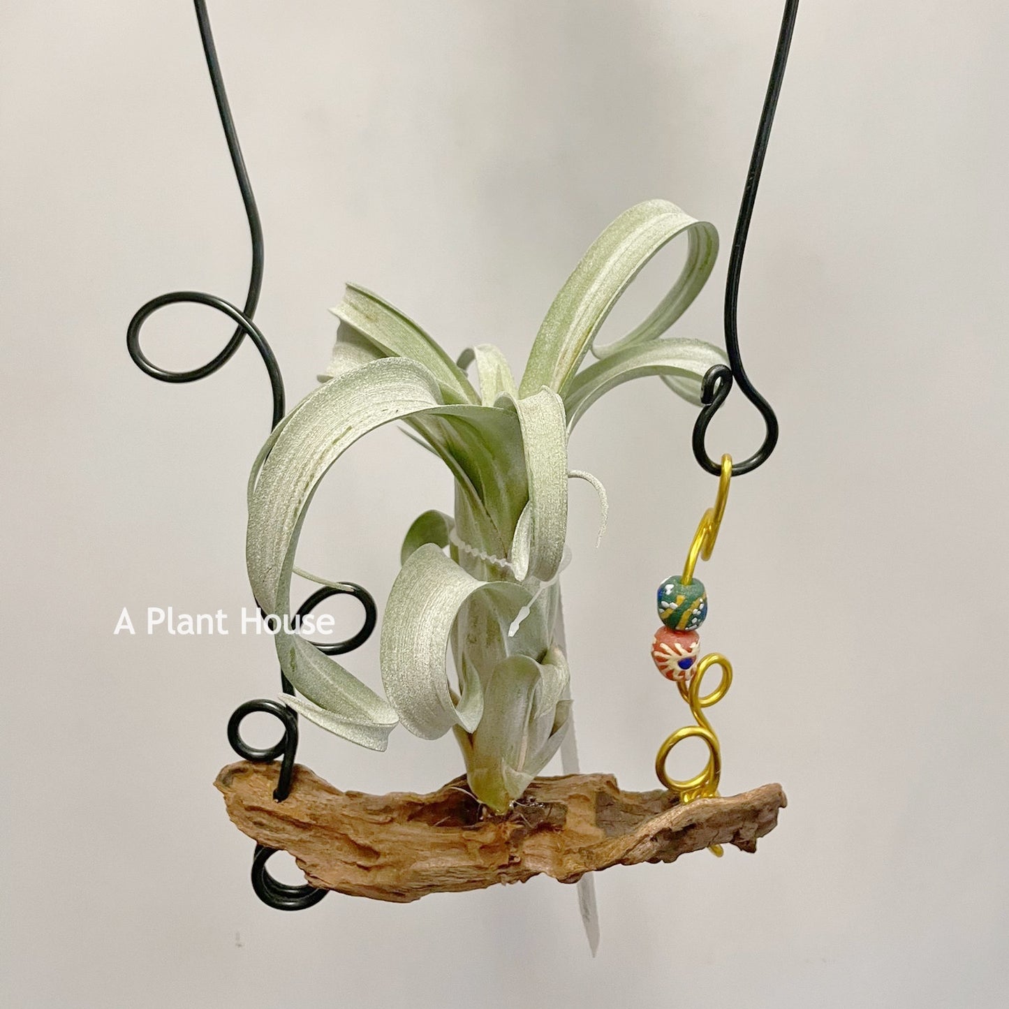 Tillandsia Curly Silm