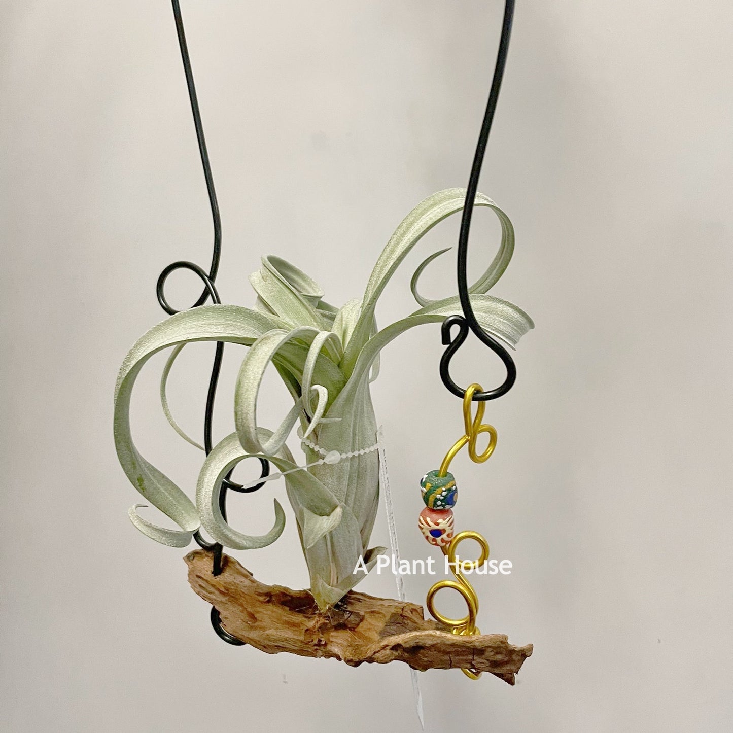 Tillandsia Curly Silm