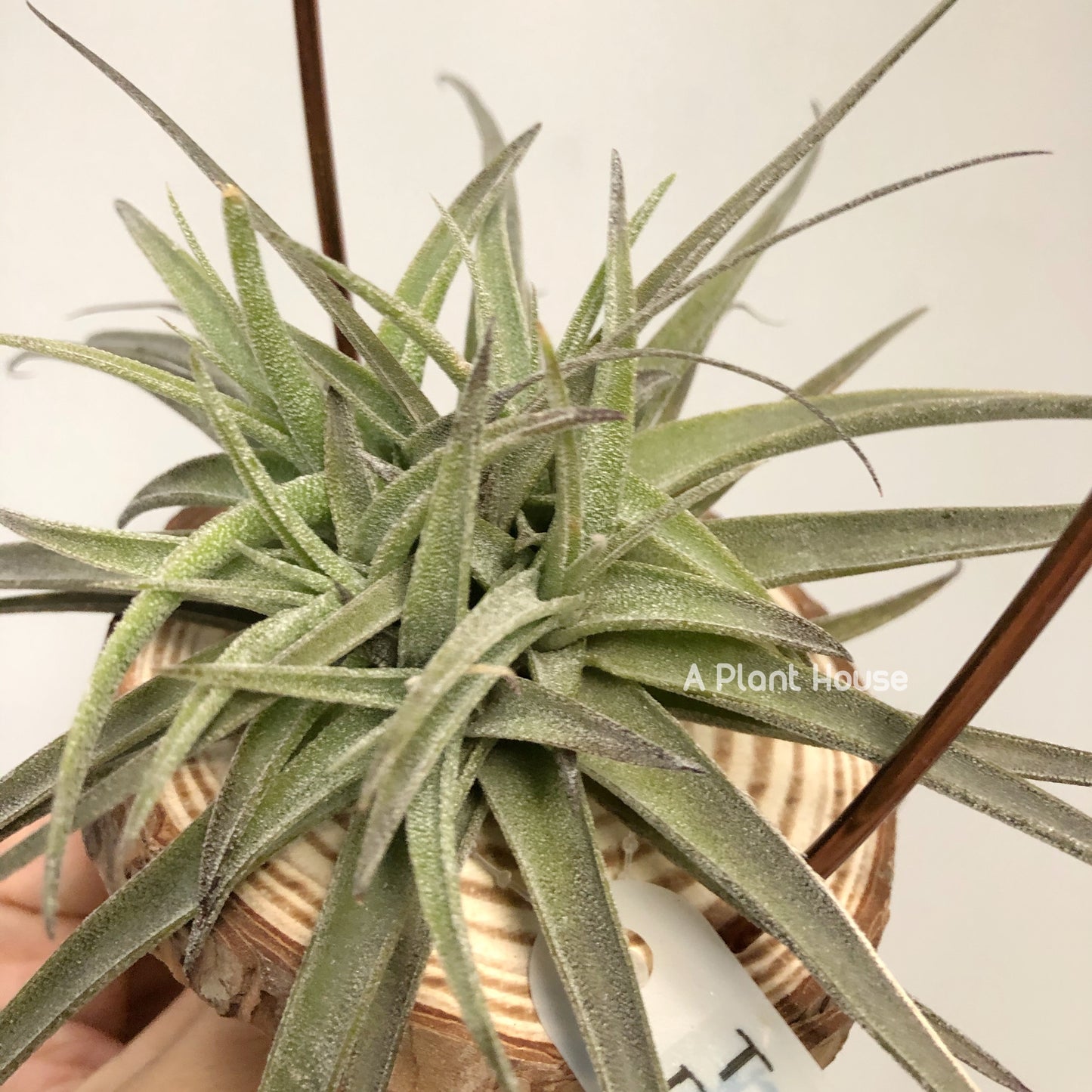 Tillandsia Latifolia #3