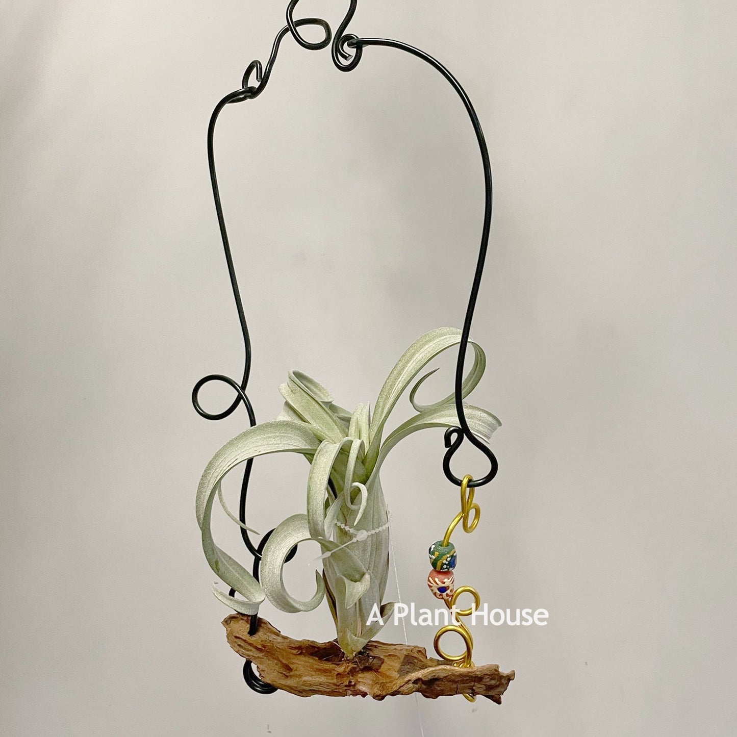 Tillandsia Curly Silm