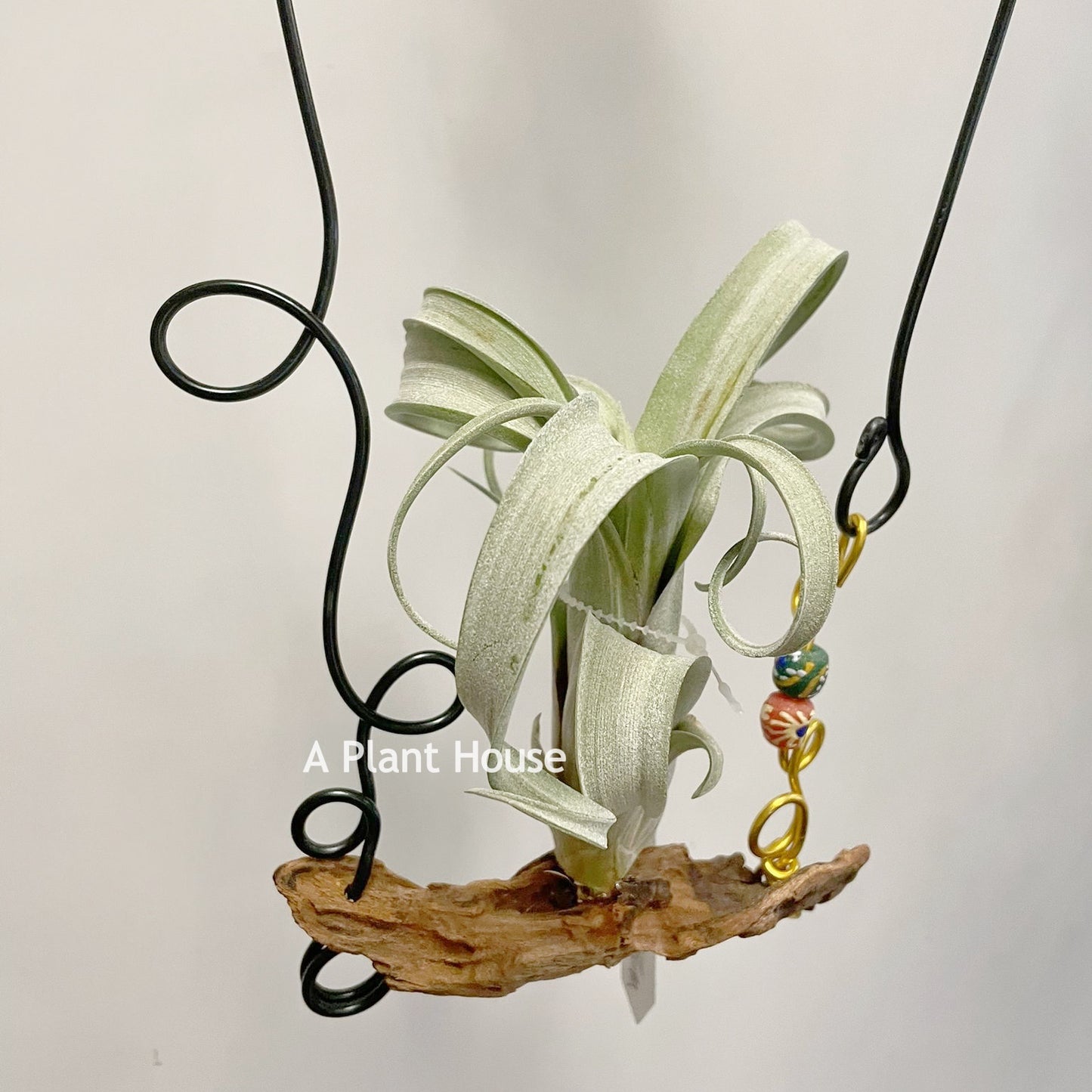 Tillandsia Curly Silm