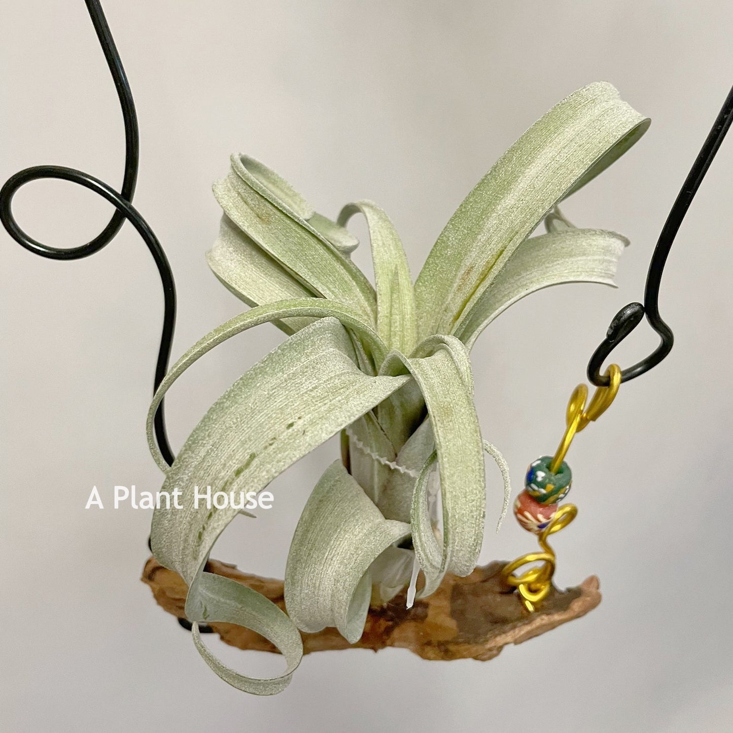 Tillandsia Curly Silm