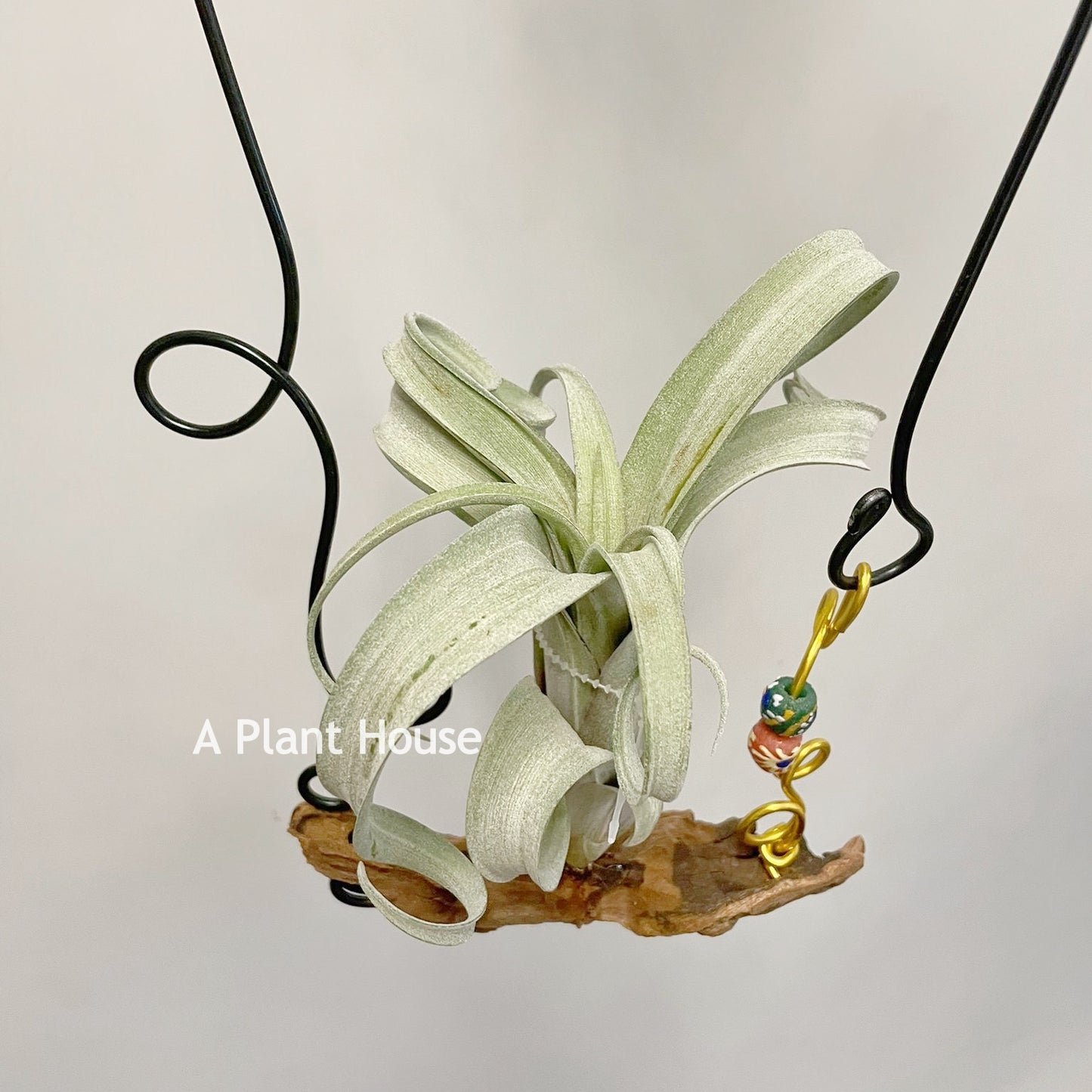 Tillandsia Curly Silm