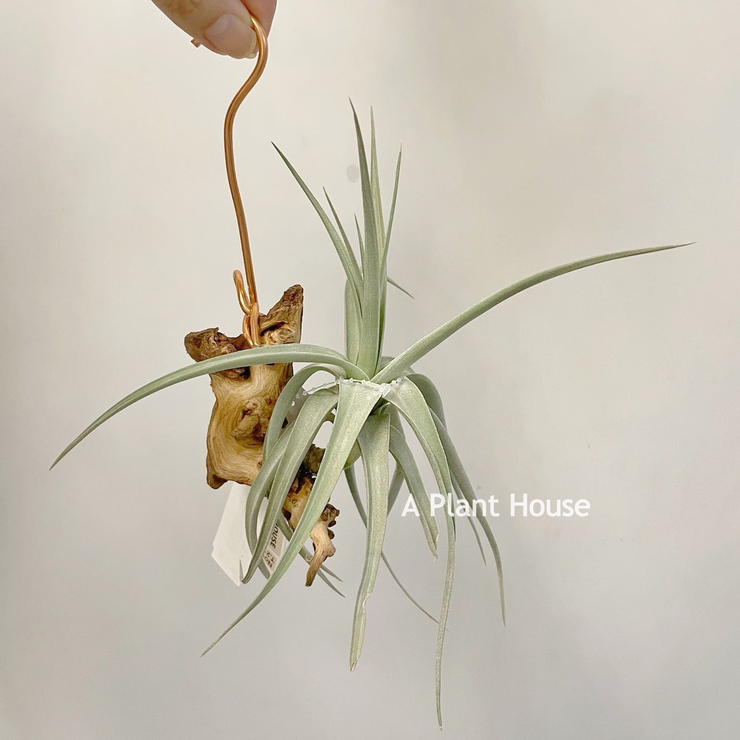Tillandsia Pastel Perfection