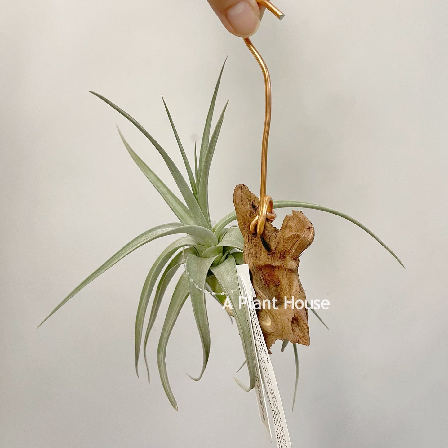 Tillandsia Pastel Perfection