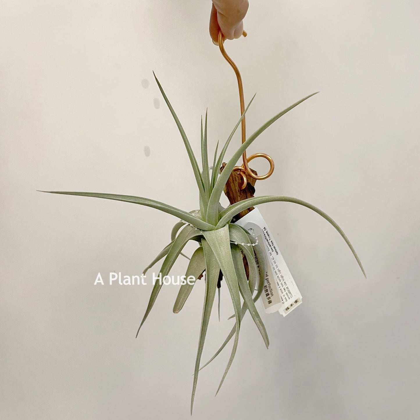 Tillandsia Pastel Perfection