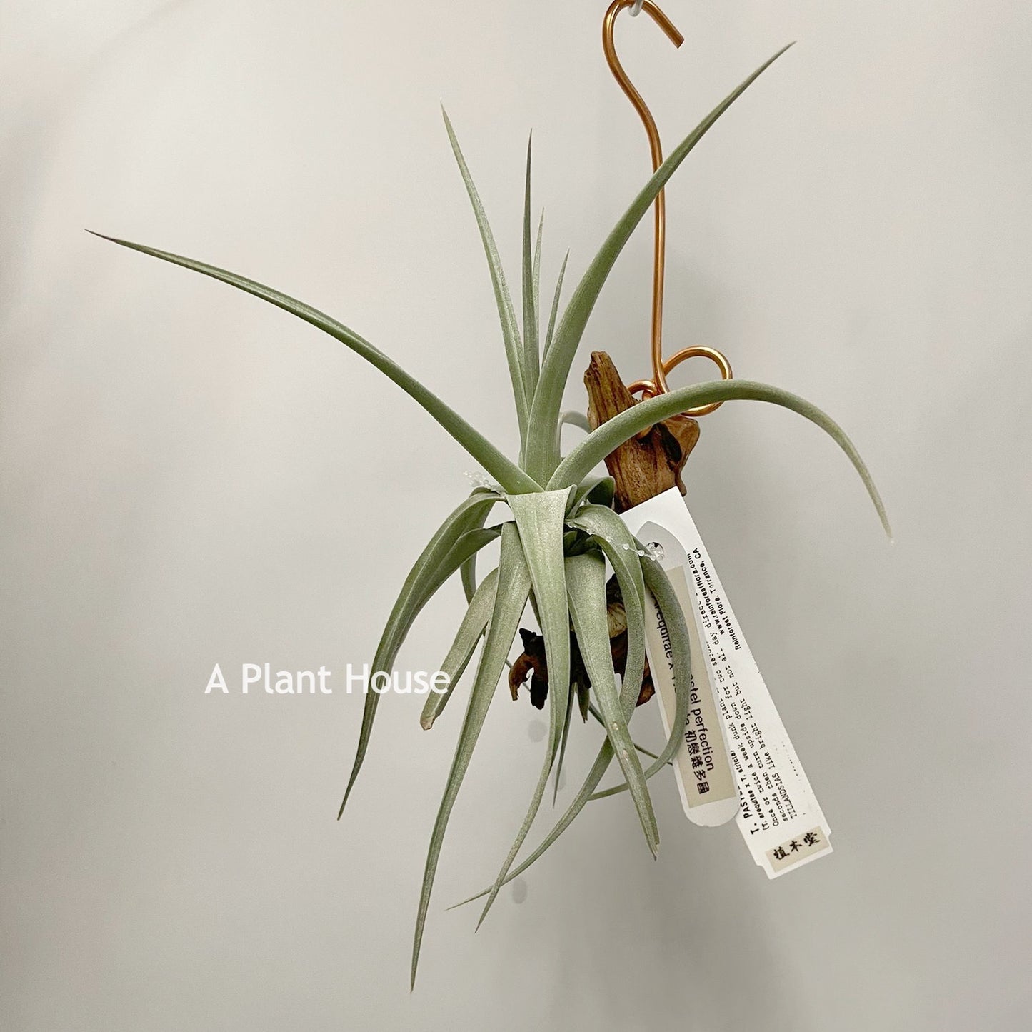 Tillandsia Pastel Perfection
