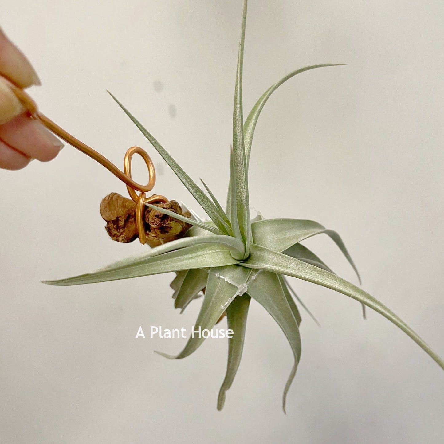 Tillandsia Pastel Perfection