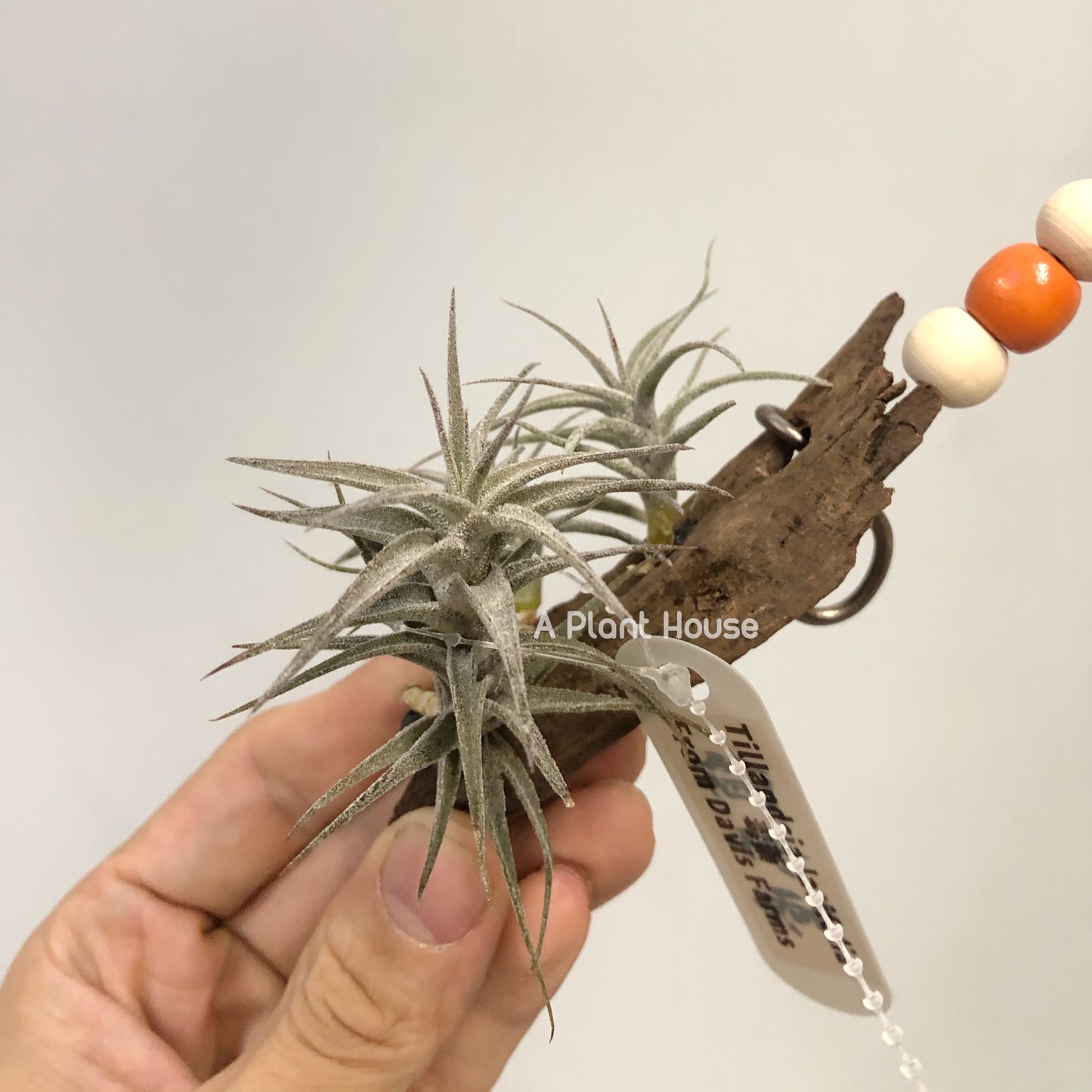 Tillandsia Latifolia
