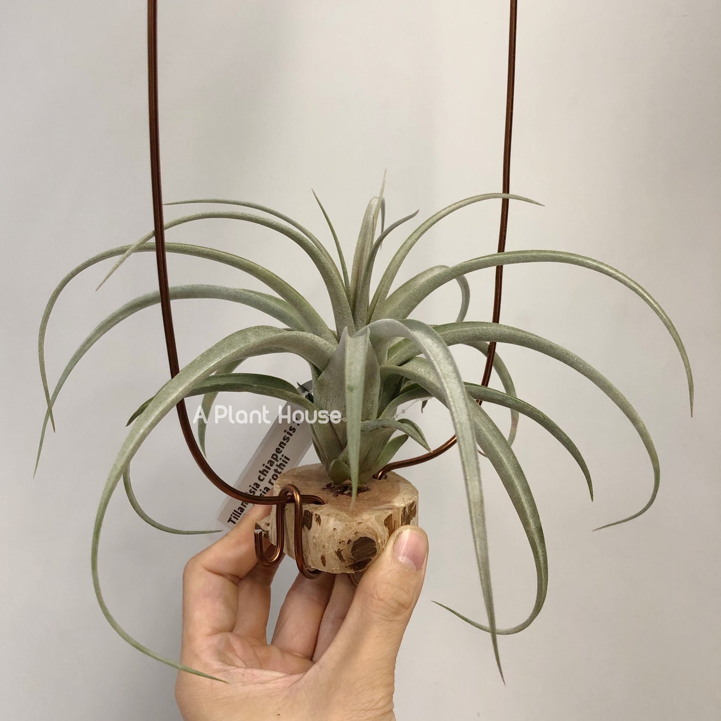 Tillandsia Chiapensis x Rothii