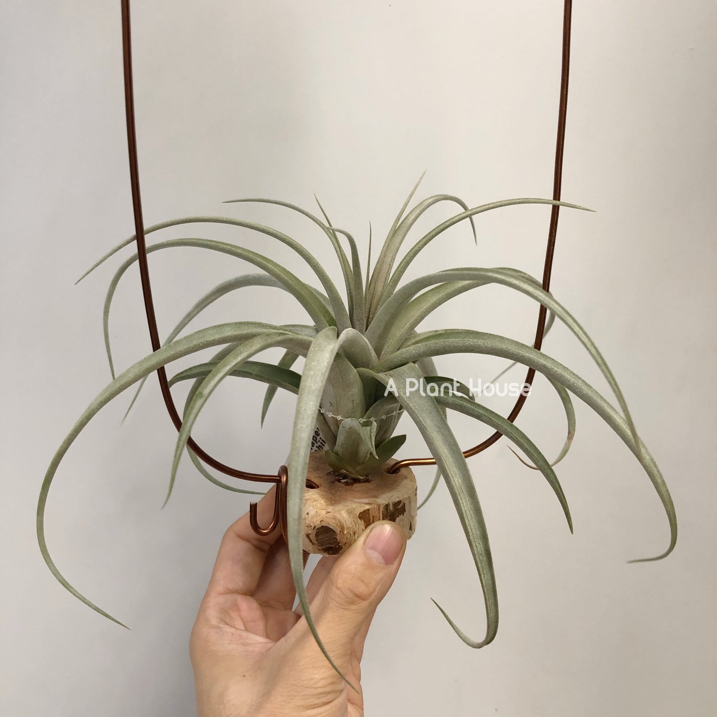 Tillandsia Chiapensis x Rothii