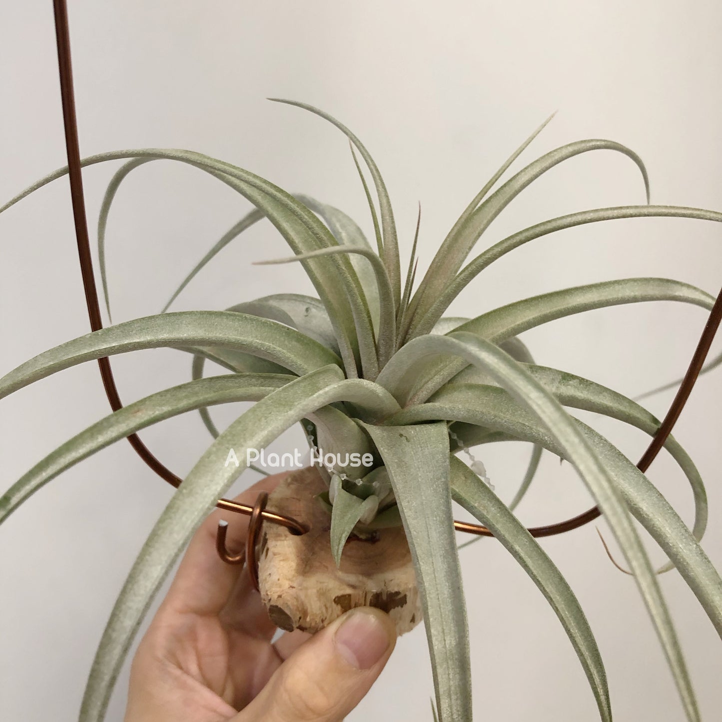 Tillandsia Chiapensis x Rothii