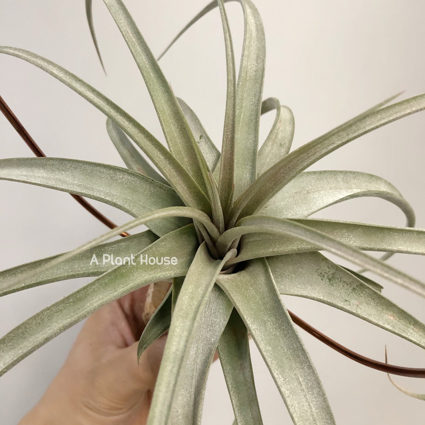 Tillandsia Chiapensis x Rothii