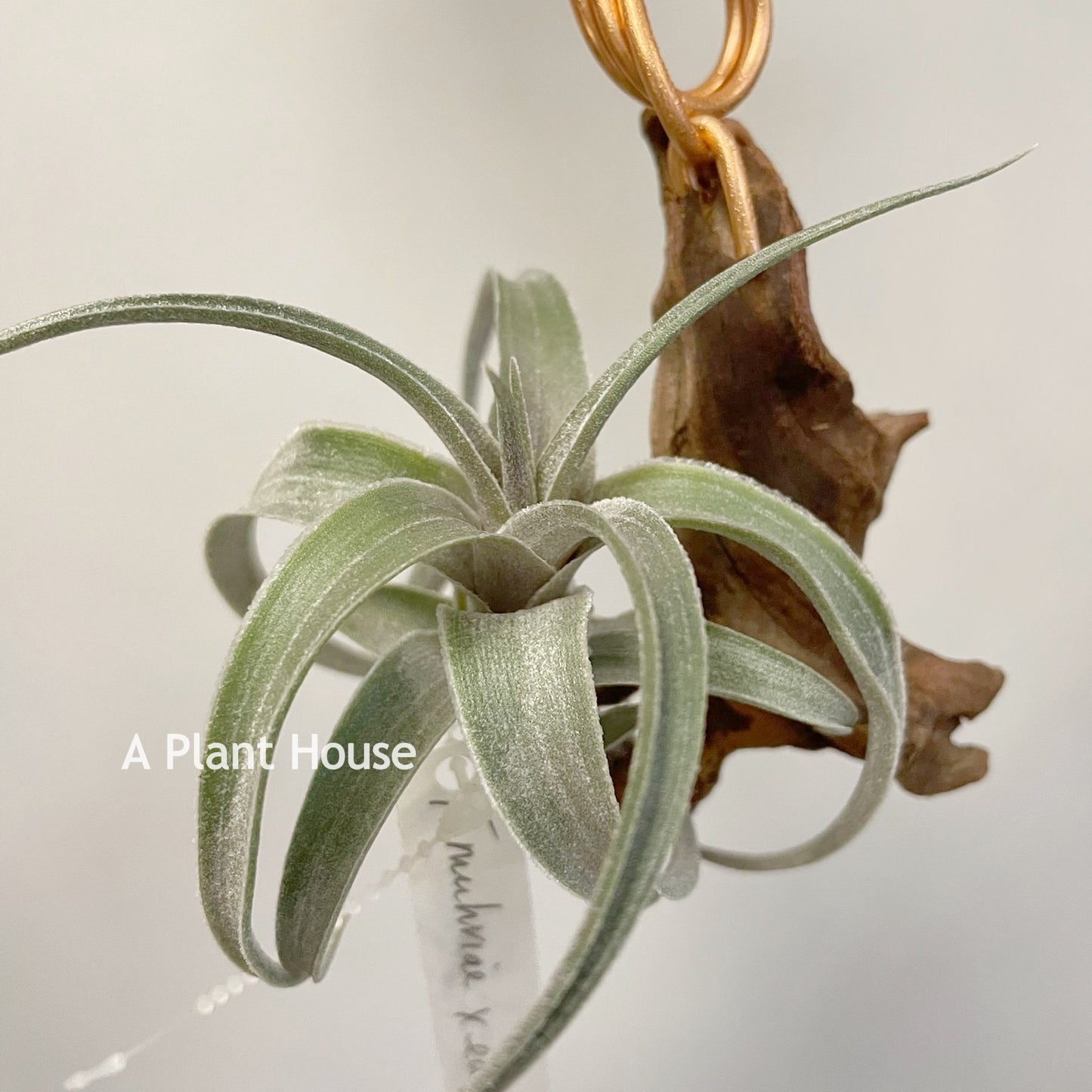 Tillandsia Muhriae x Edithae