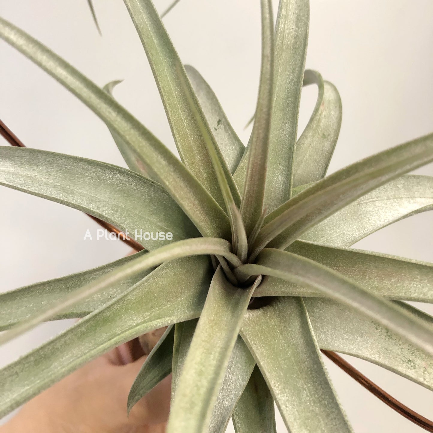 Tillandsia Chiapensis x Rothii