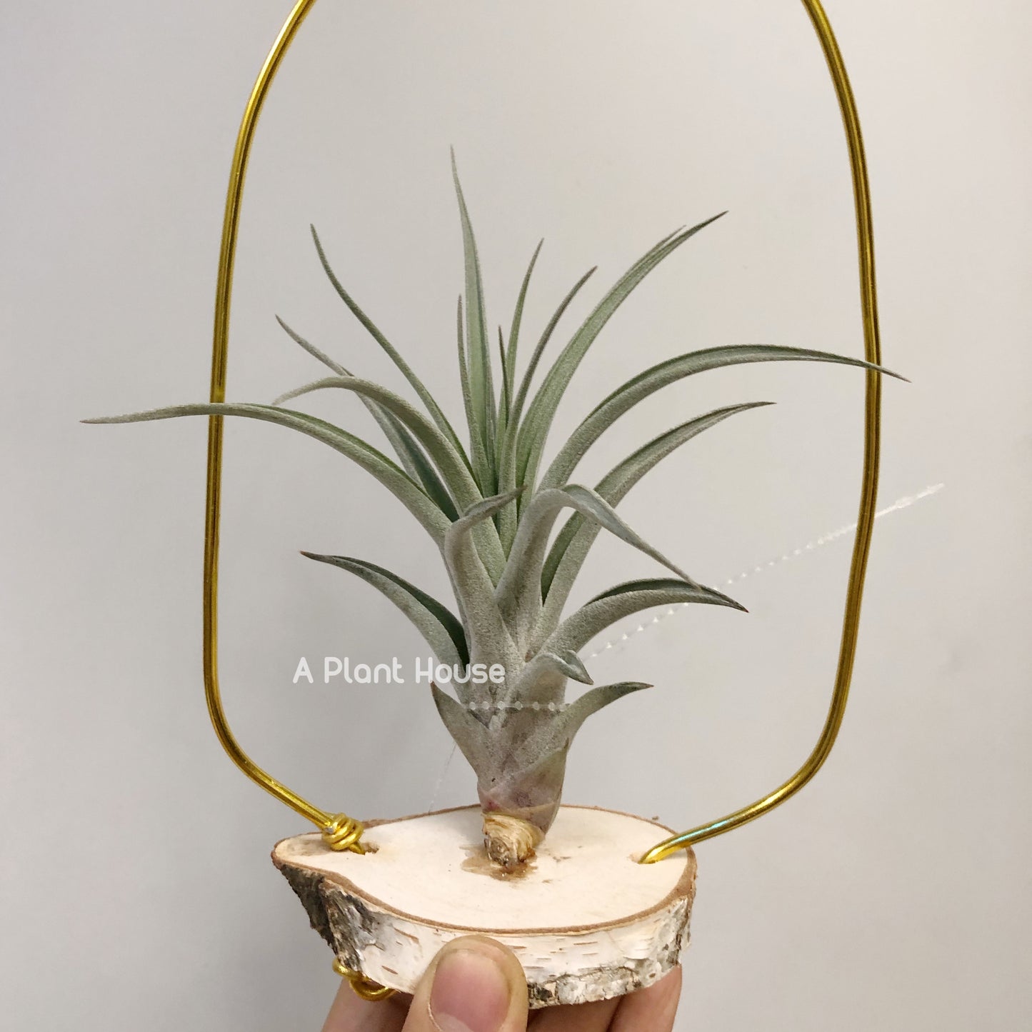 Tillandsia X Correalei