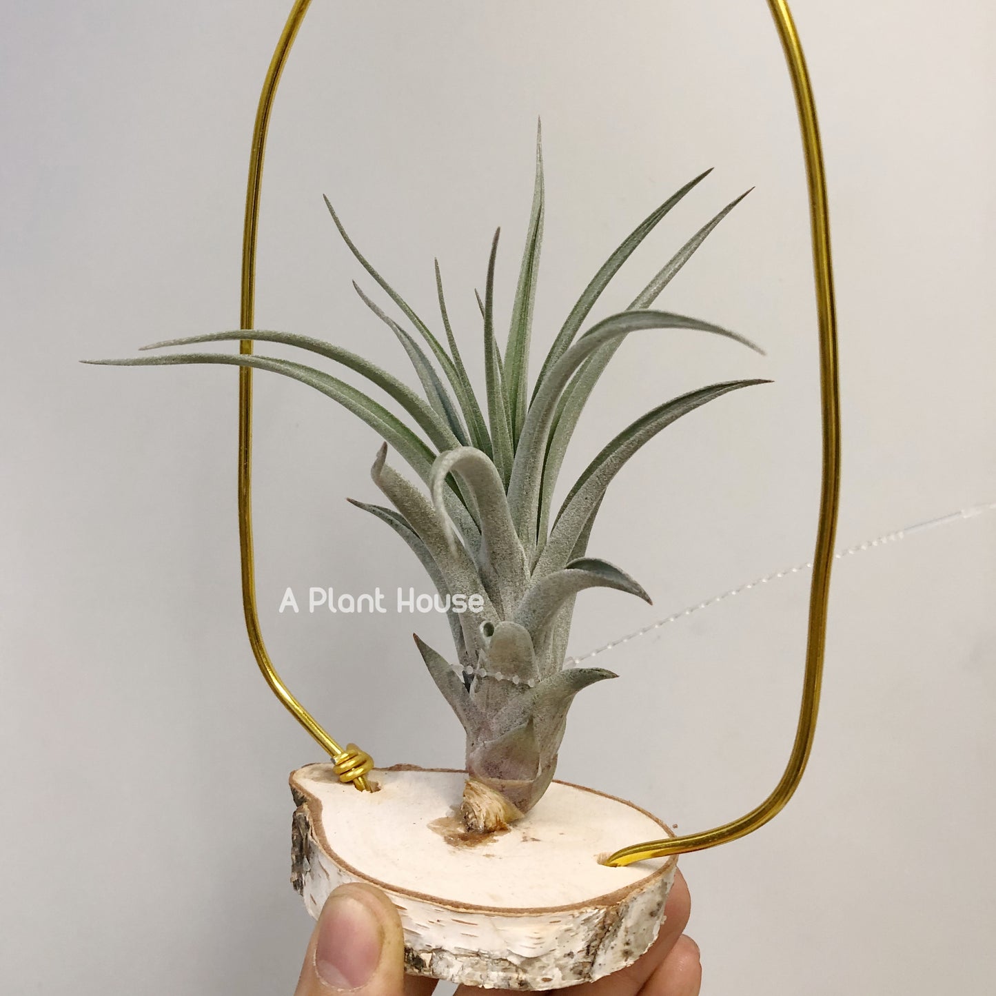 Tillandsia X Correalei