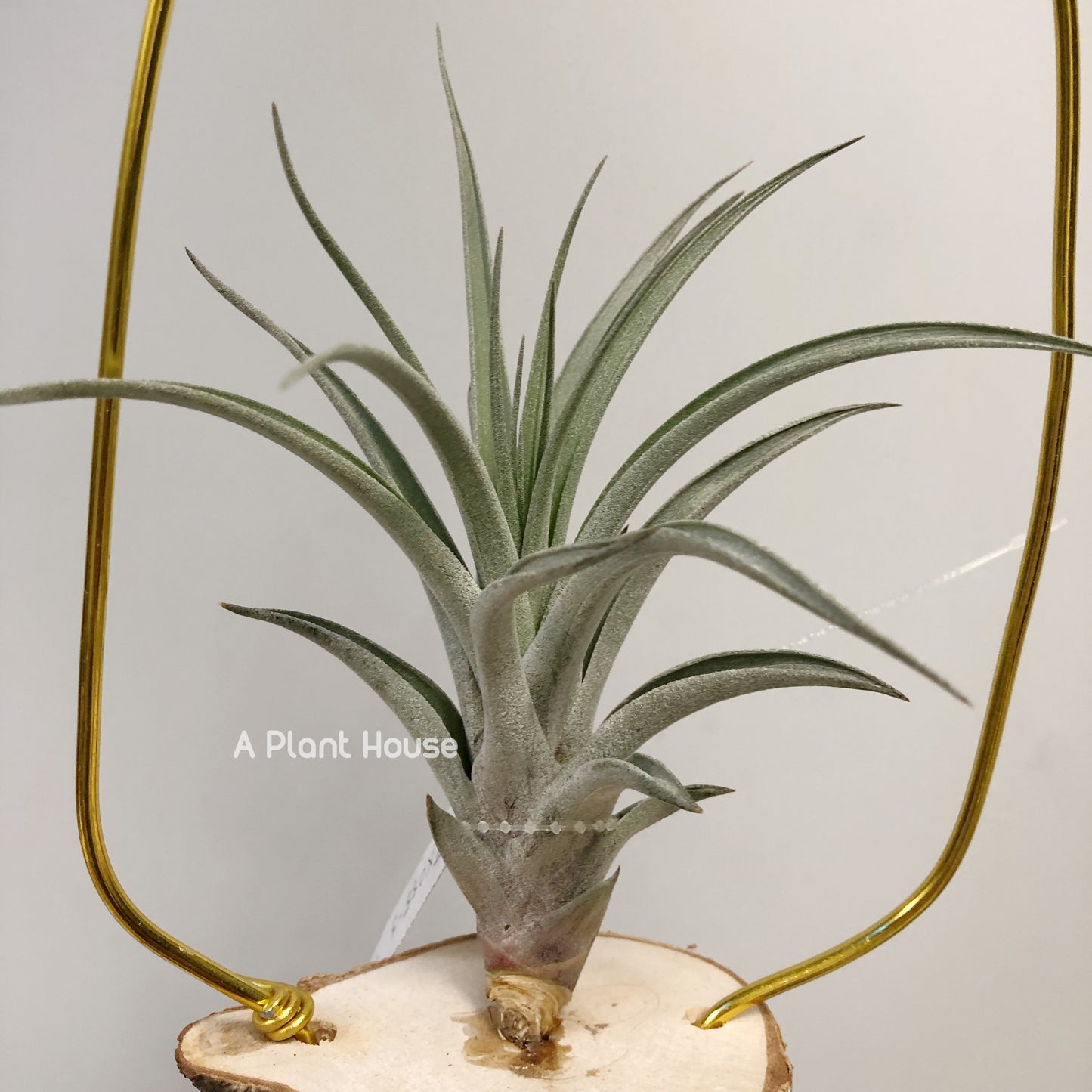 Tillandsia X Correalei