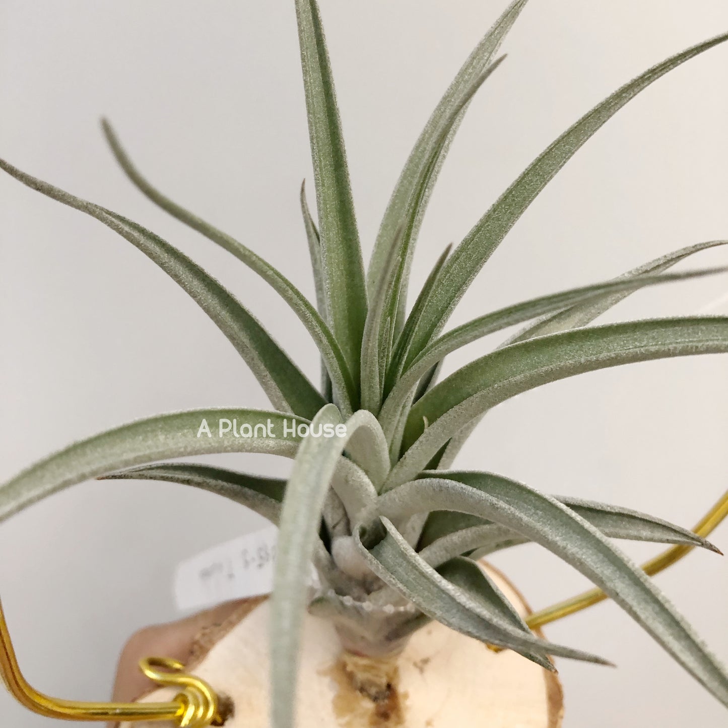 Tillandsia X Correalei