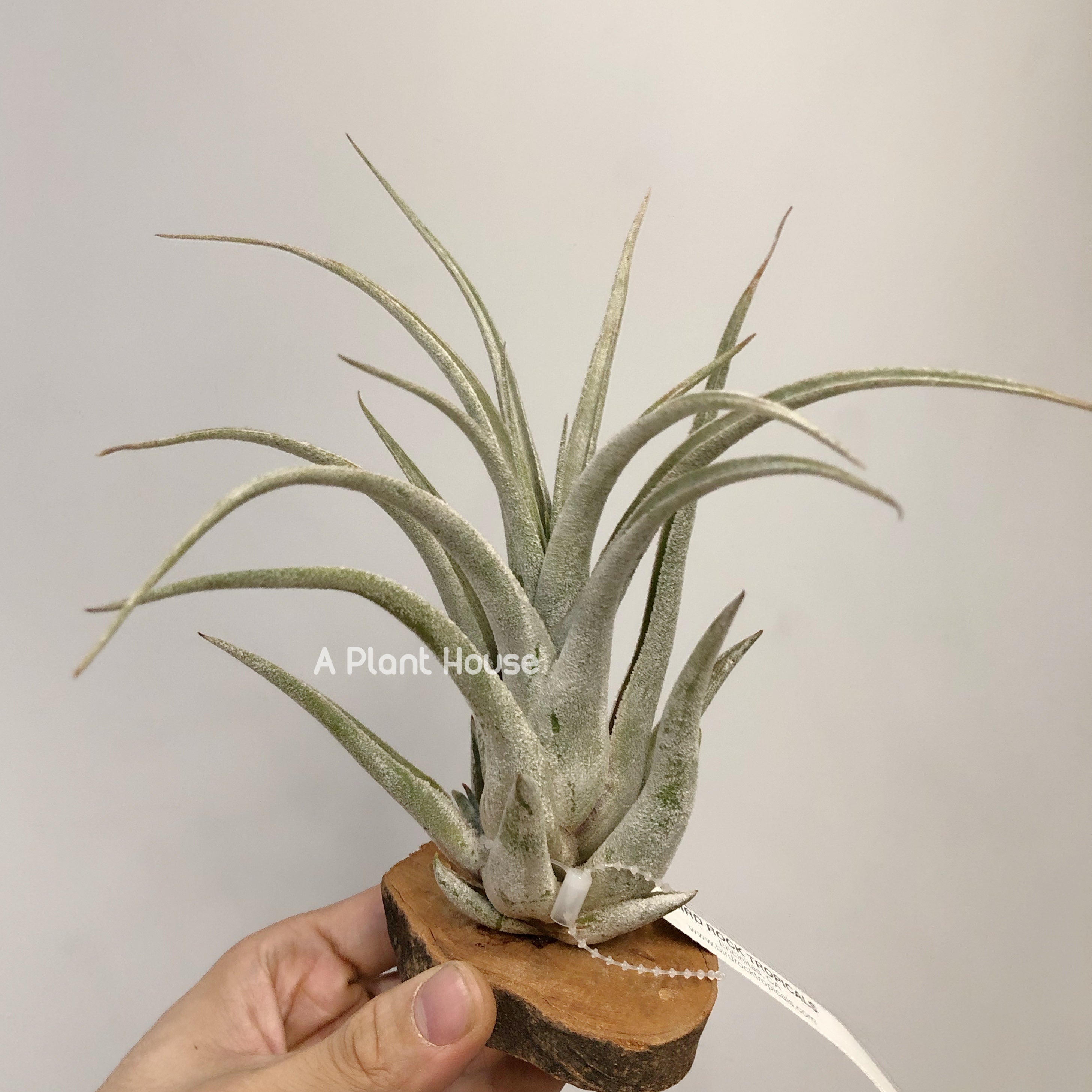 air plant 中文 Tillandsia Bird Rock Elegance – APlantHouse