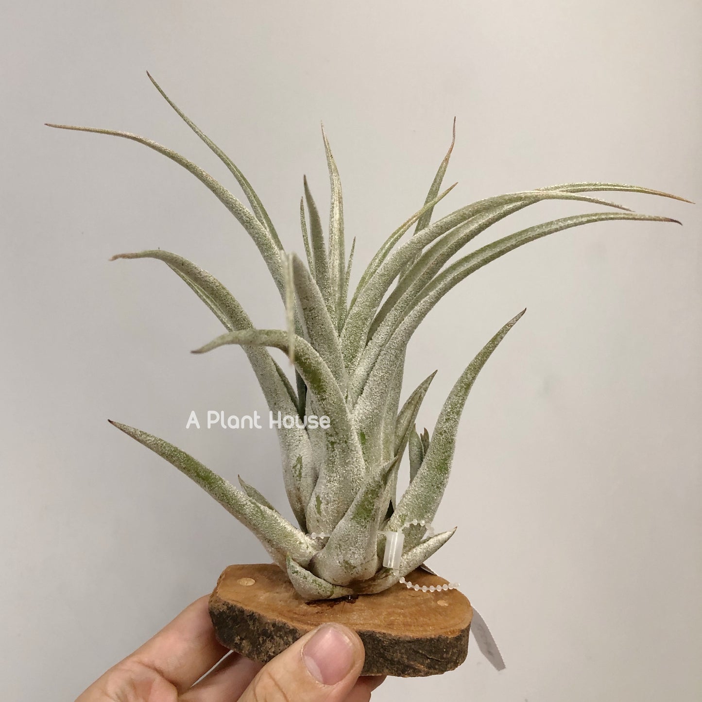 Tillandsia Bird Rock Elegance