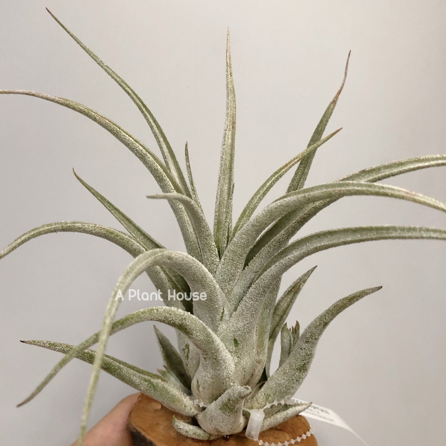 Tillandsia Bird Rock Elegance