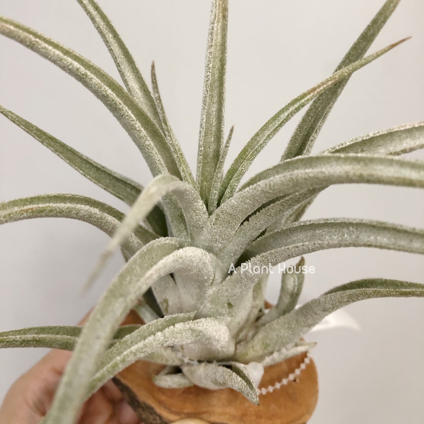 Tillandsia Bird Rock Elegance