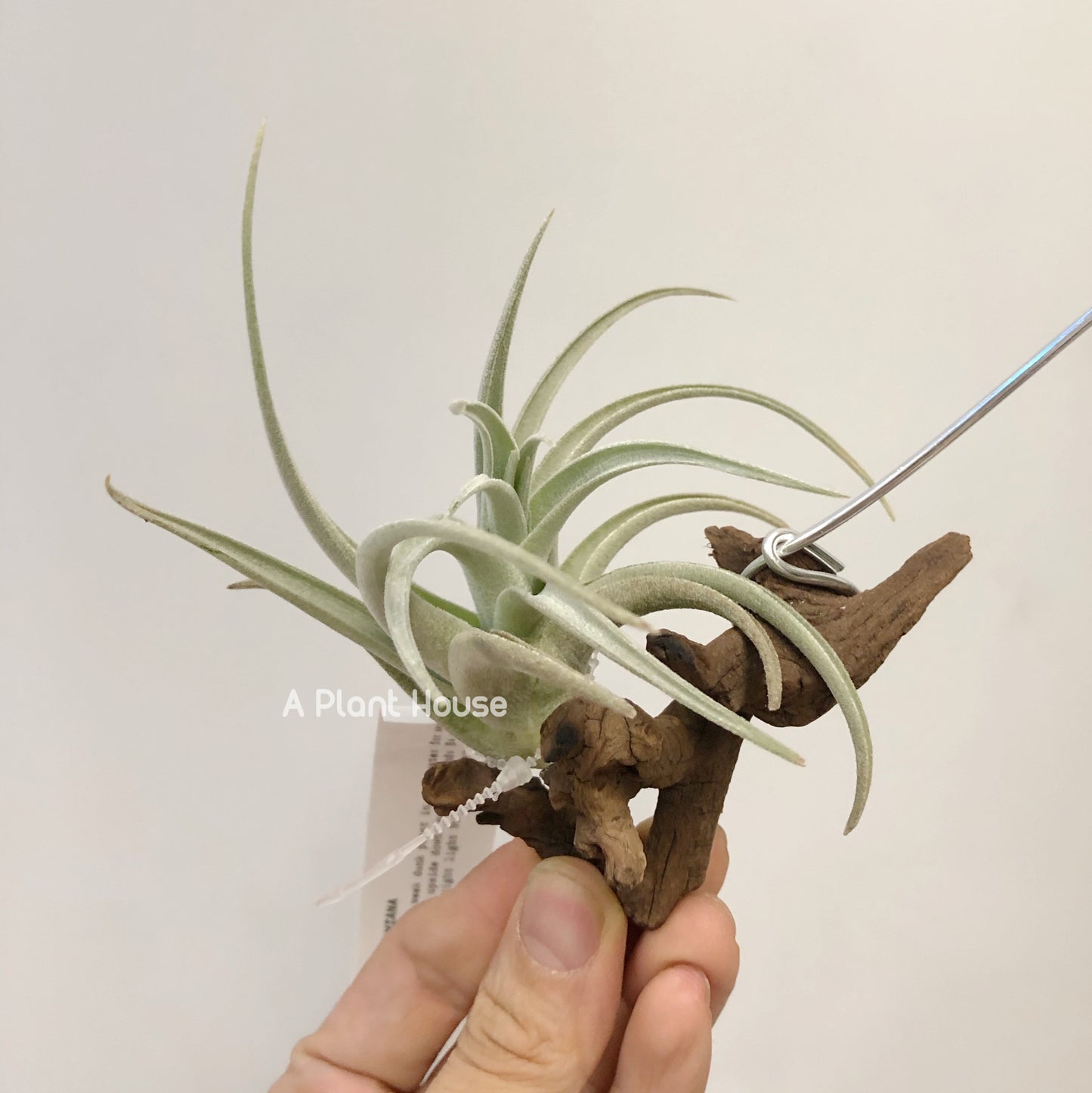 Tillandsia Leonamiana