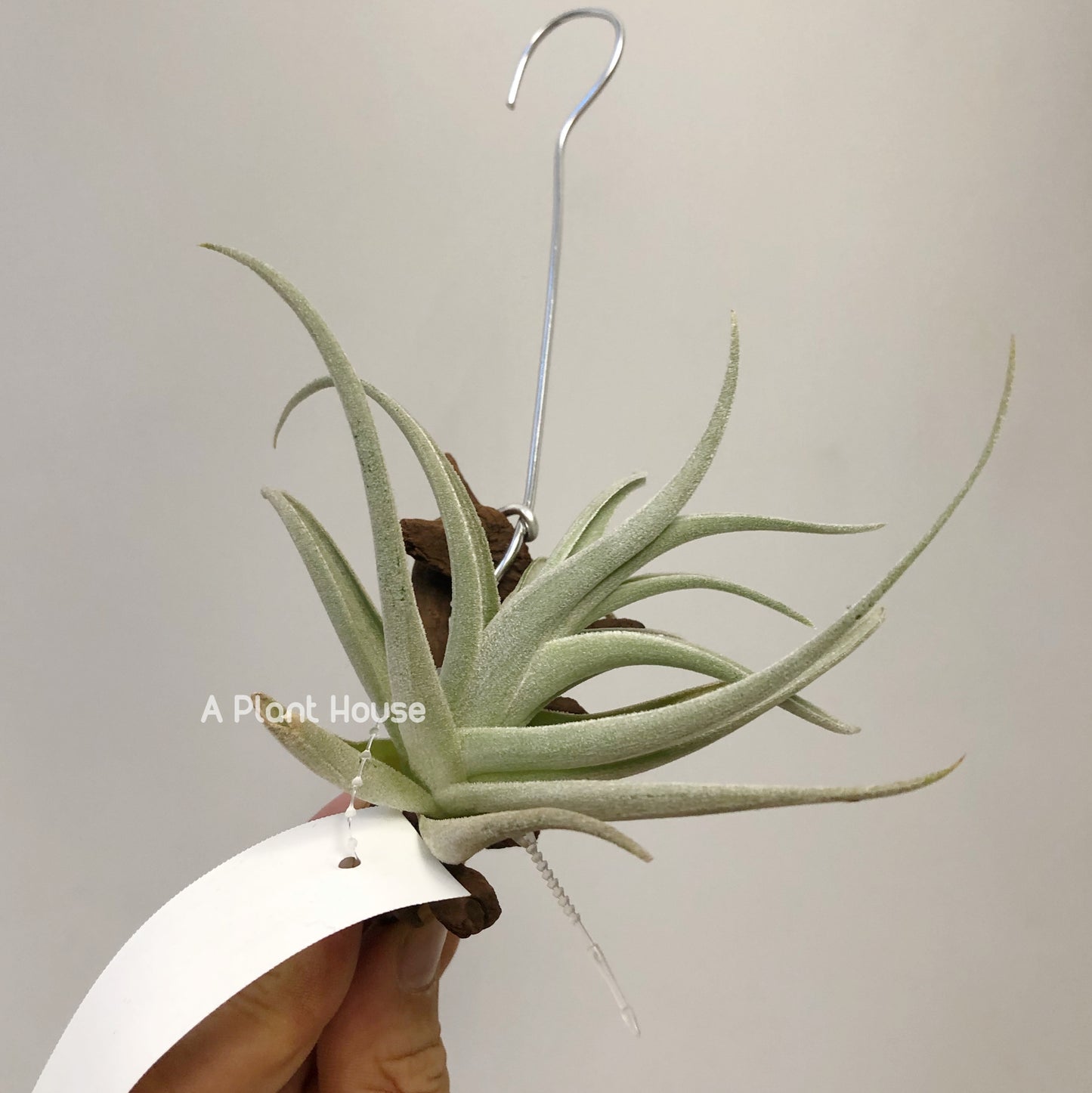 Tillandsia Leonamiana