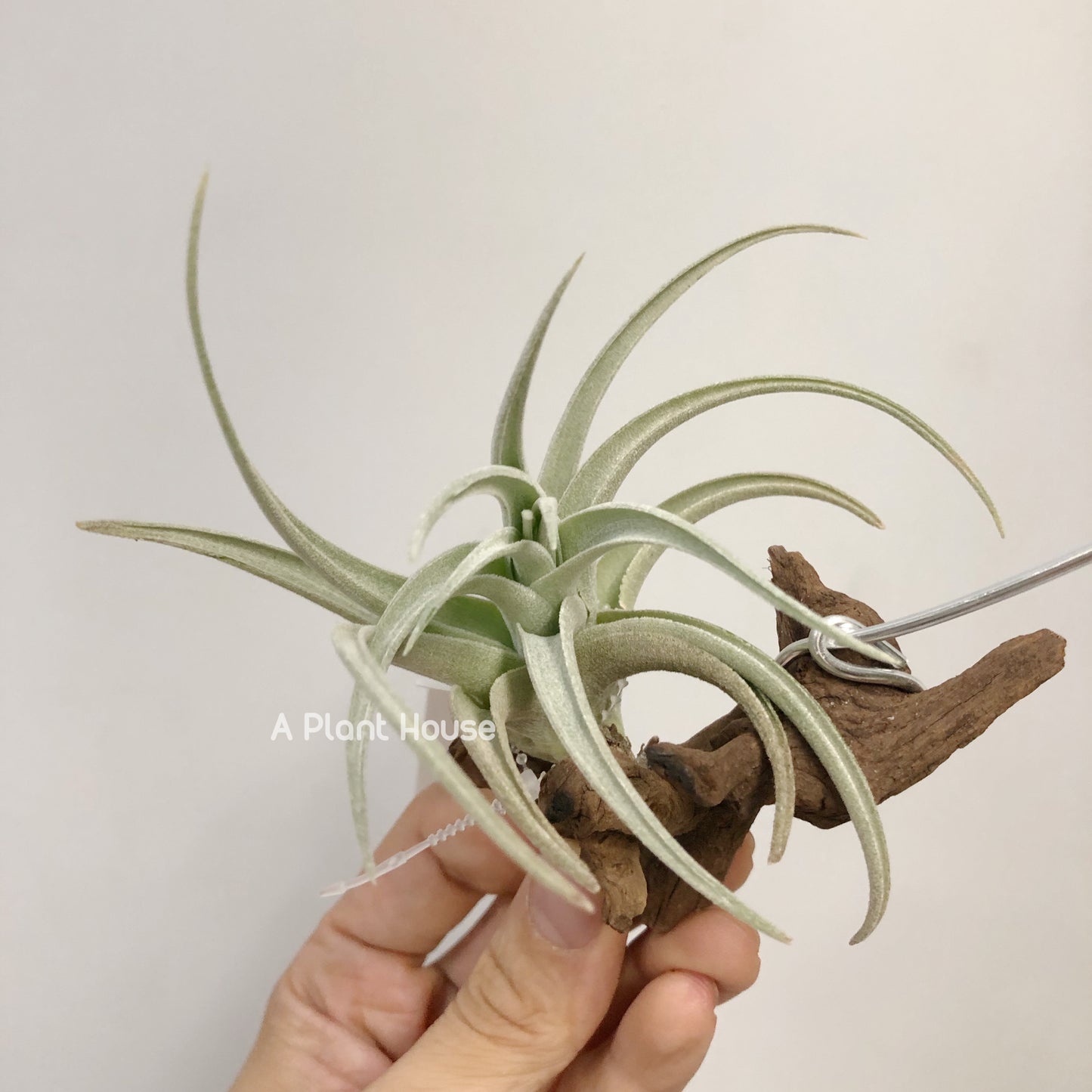 Tillandsia Leonamiana