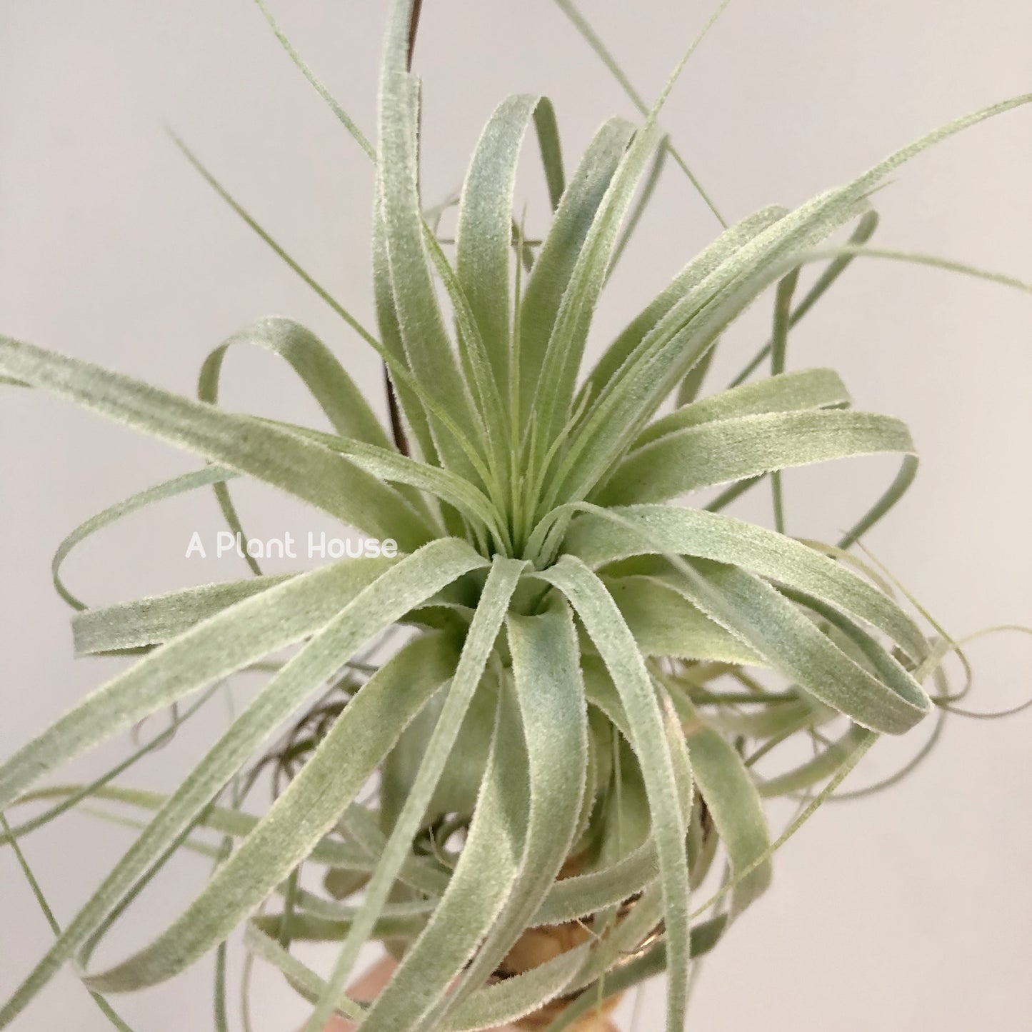 Tillandsia Gardneri