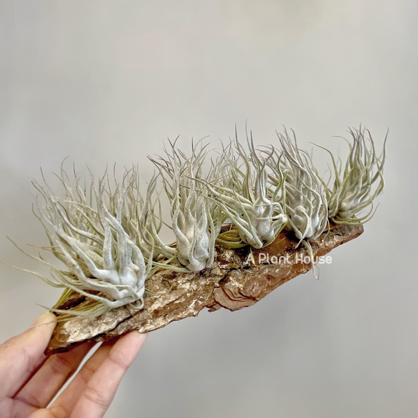 Tillandsia TY