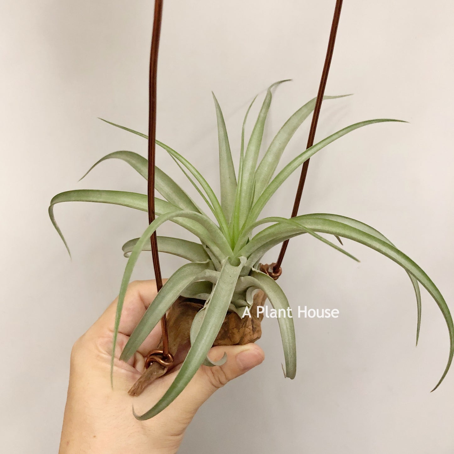 Tillandsia Sphaerocephala x Streptophylla