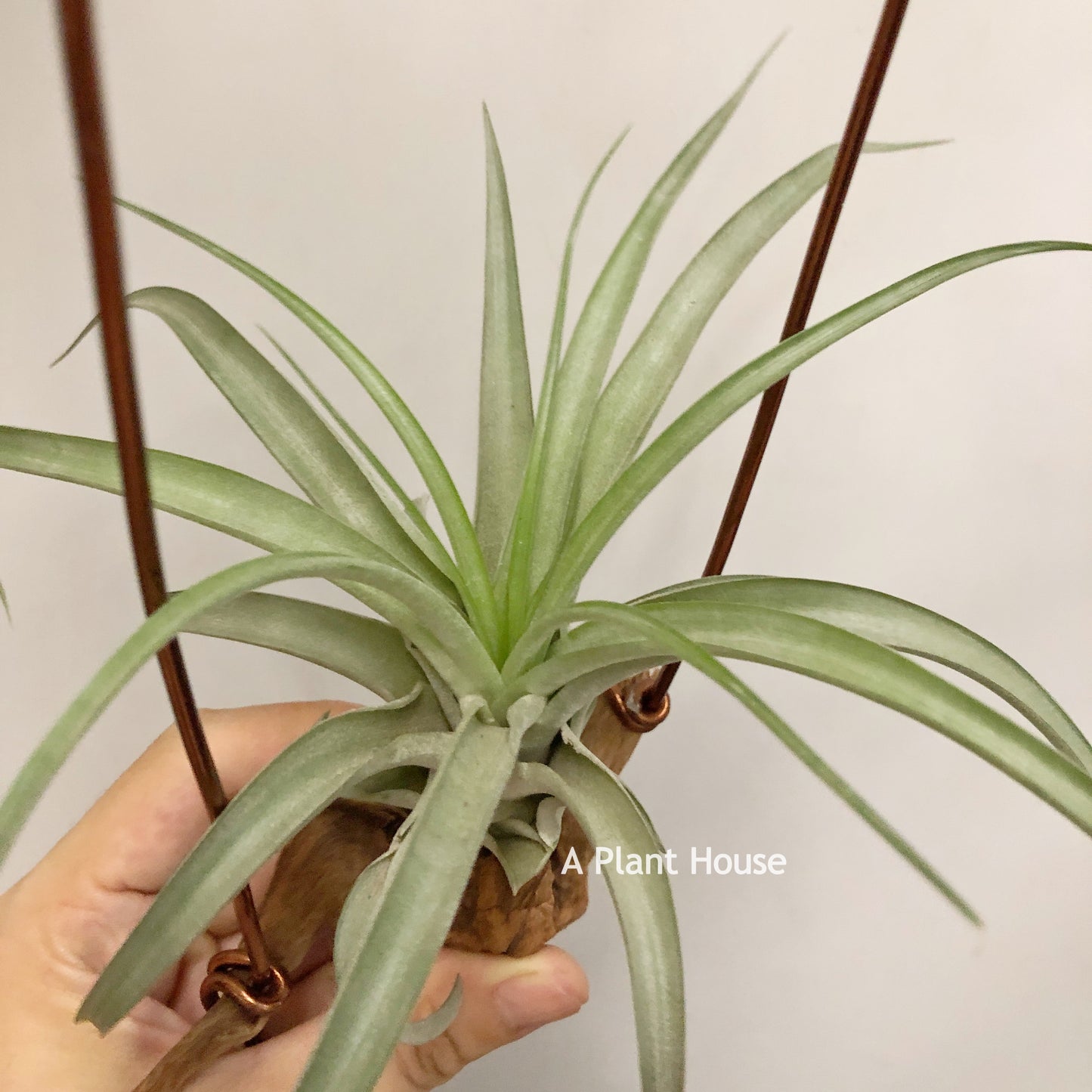 Tillandsia Sphaerocephala x Streptophylla