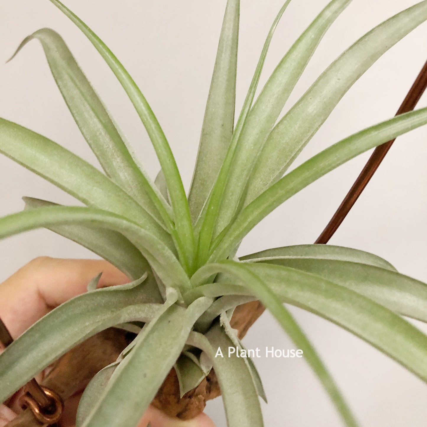 Tillandsia Sphaerocephala x Streptophylla